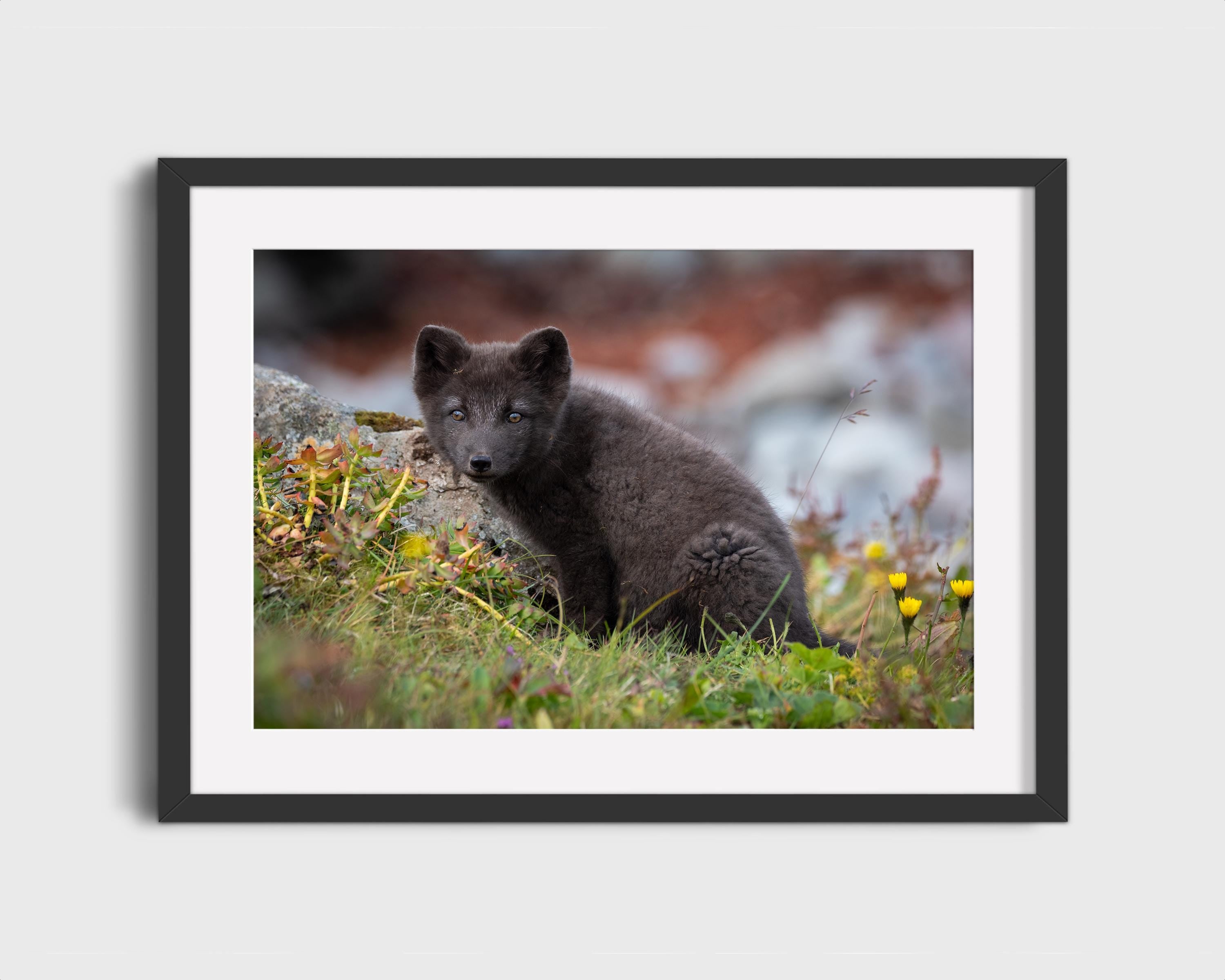 Arctic Fox Pup