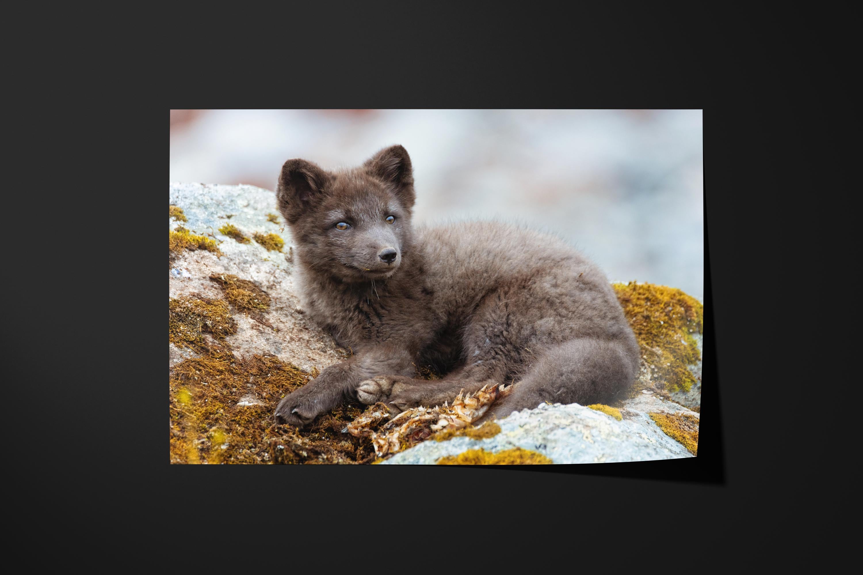 Adorable Arctic Fox Pup Wildlife