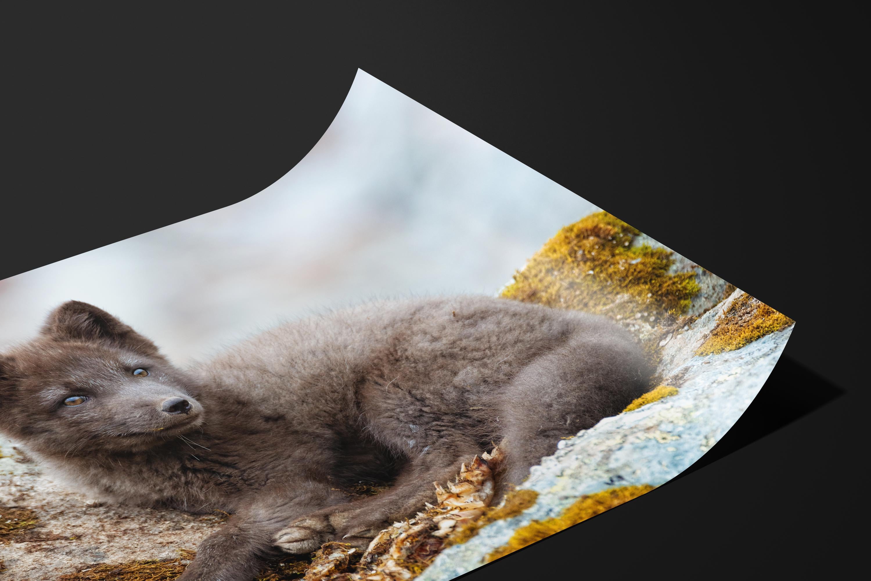 Adorable Arctic Fox Pup Wildlife