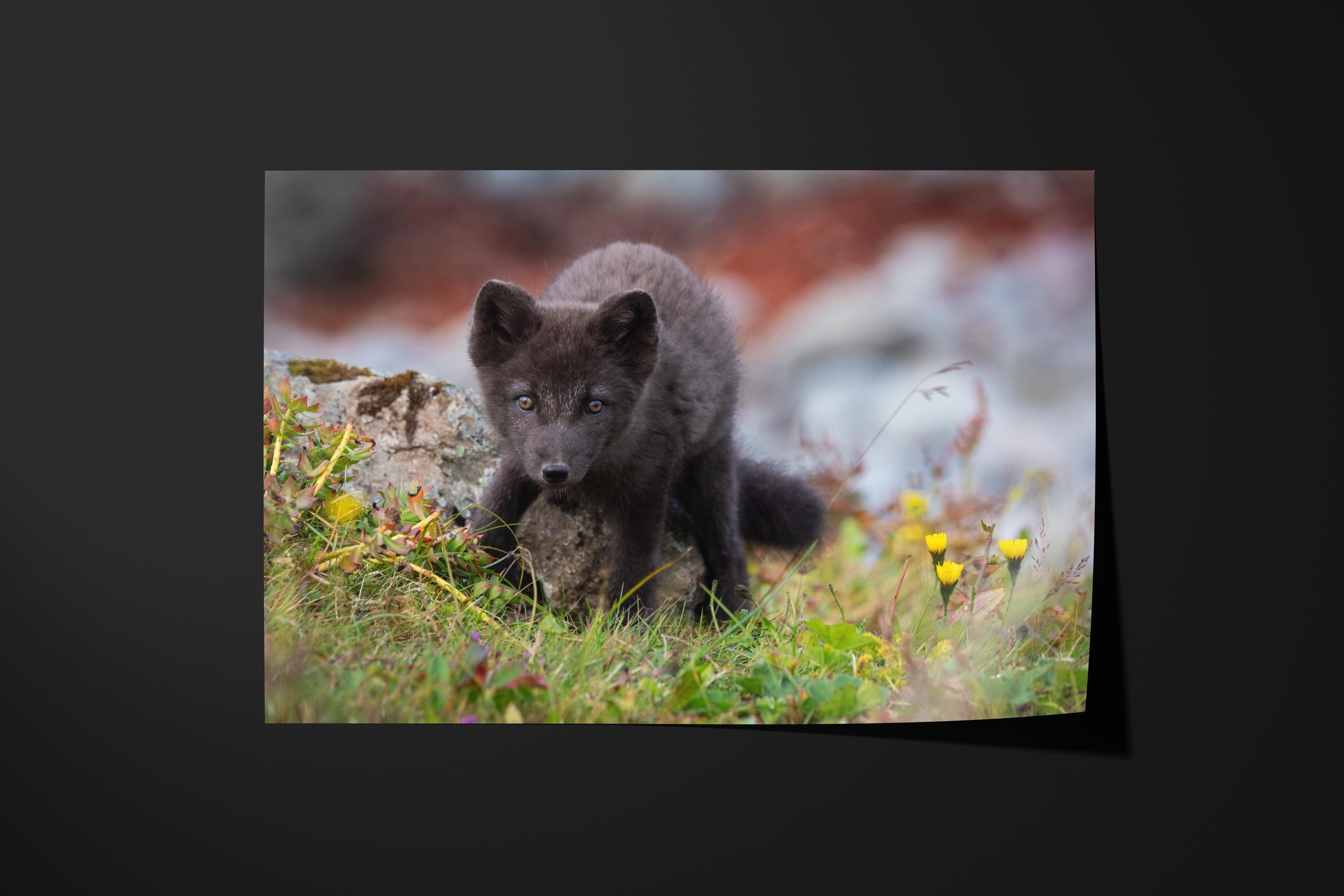 Curious Arctic Fox Pup
