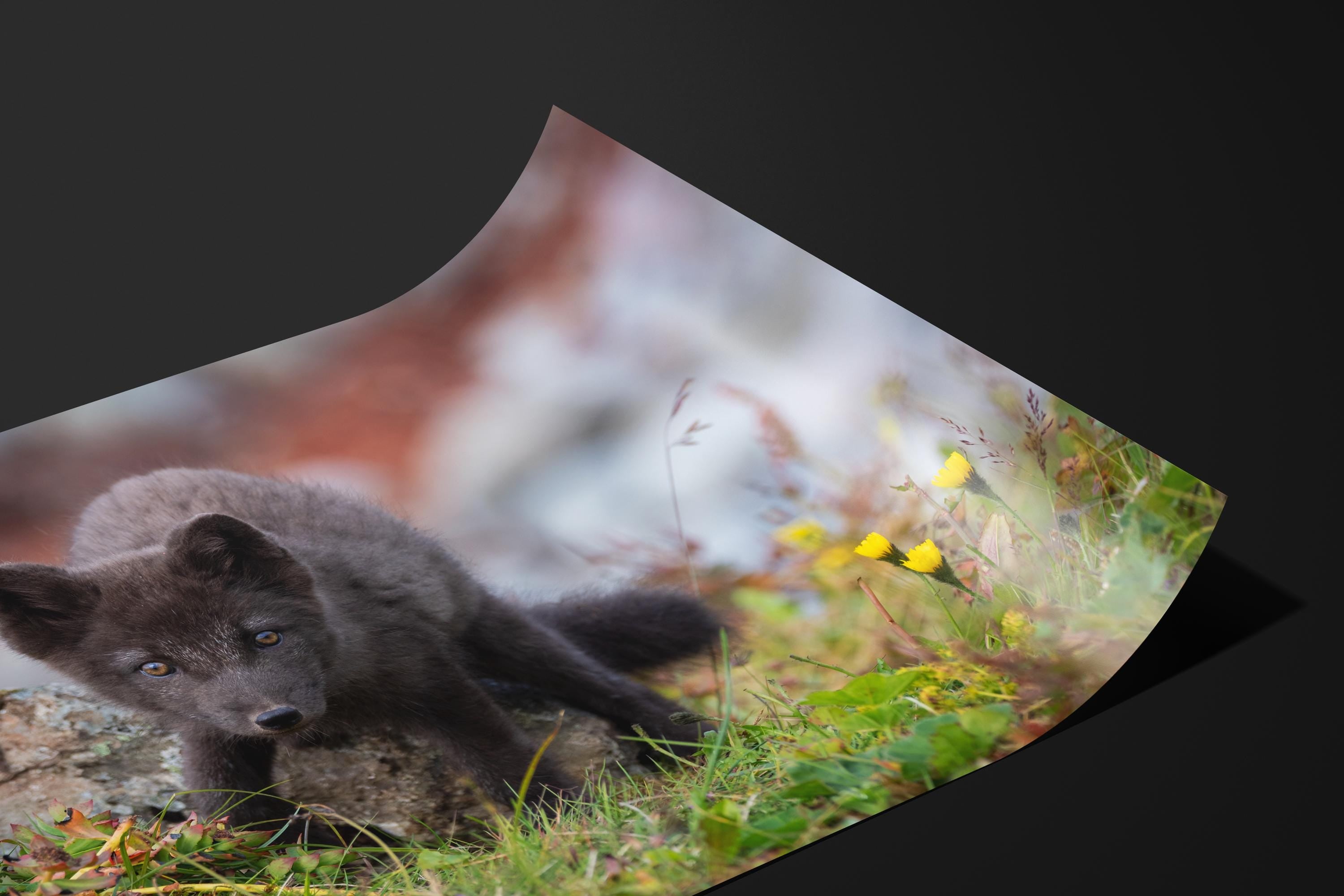 Curious Arctic Fox Pup