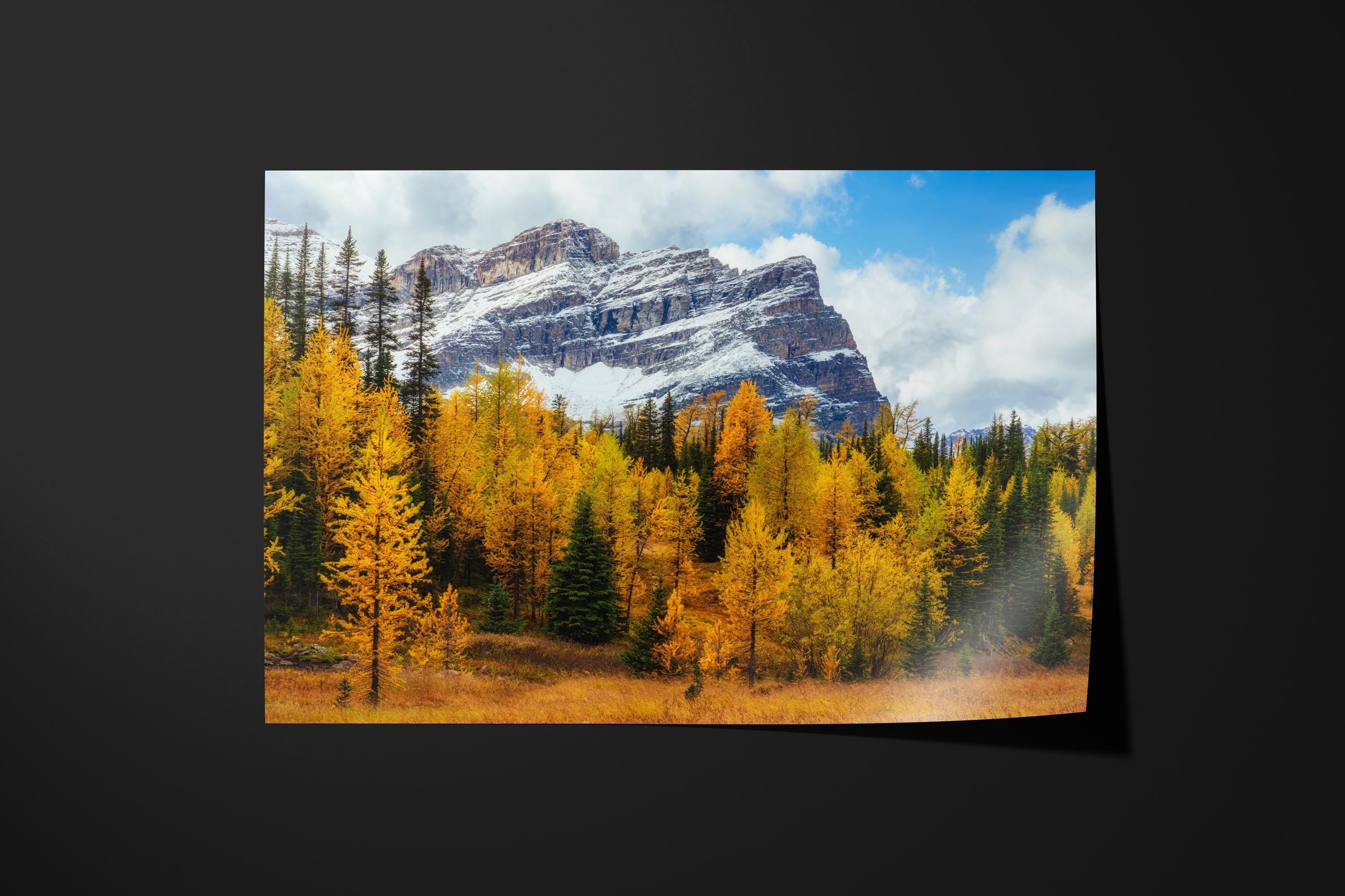 Golden Larch Meadow