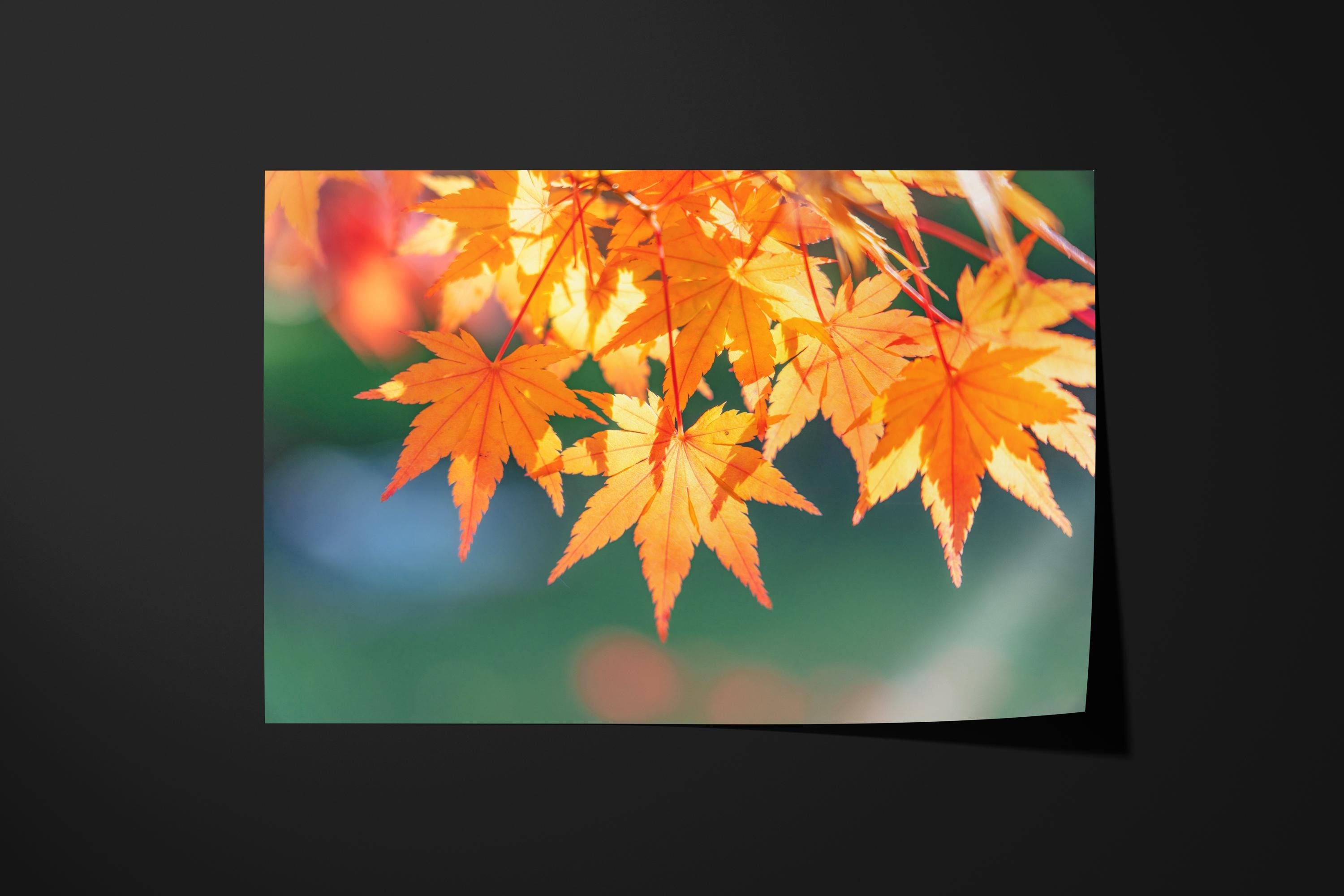 Golden Autumn Japanese Maple Leaves