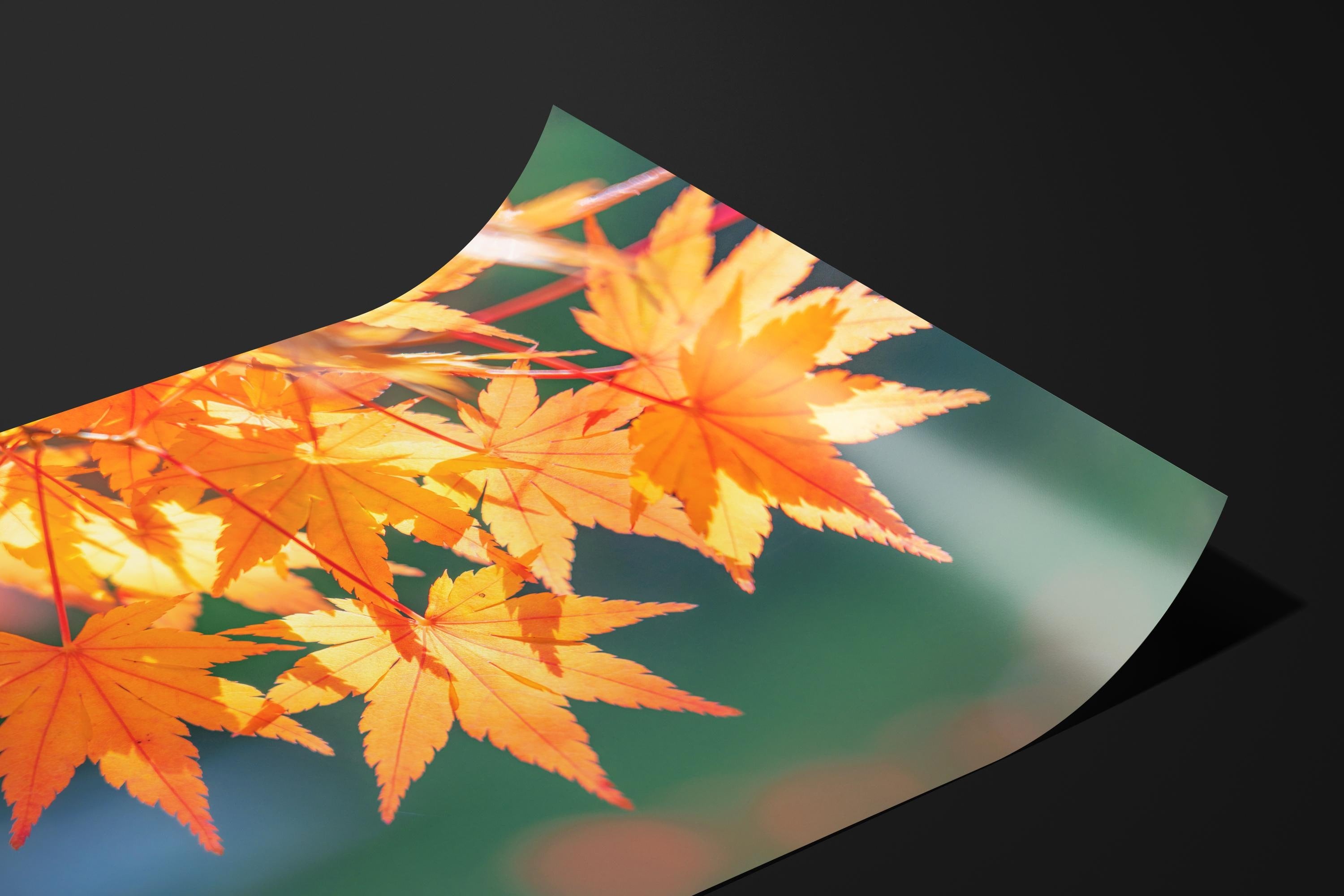 Golden Autumn Japanese Maple Leaves