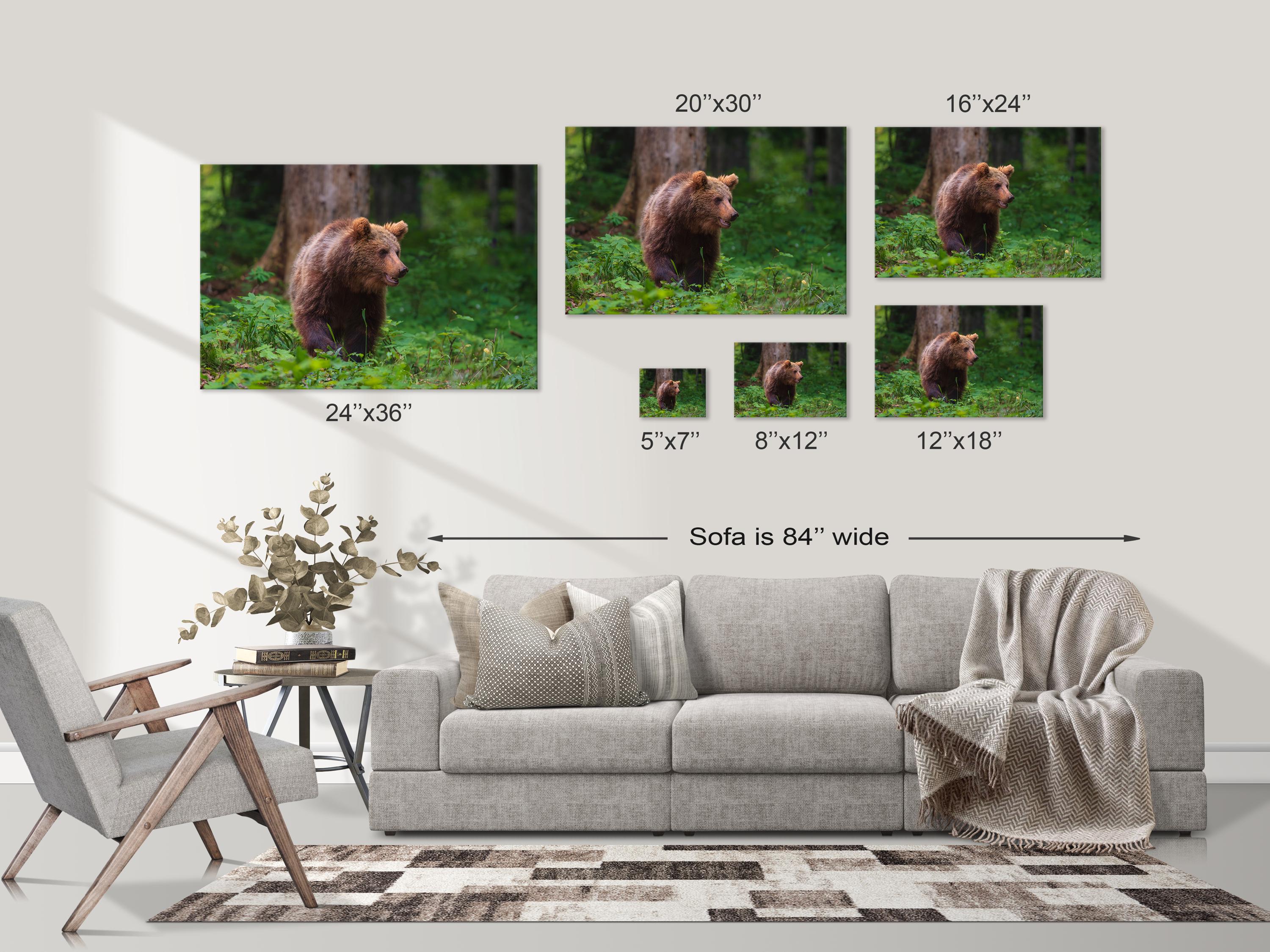 Majestic Brown Bear in Forest