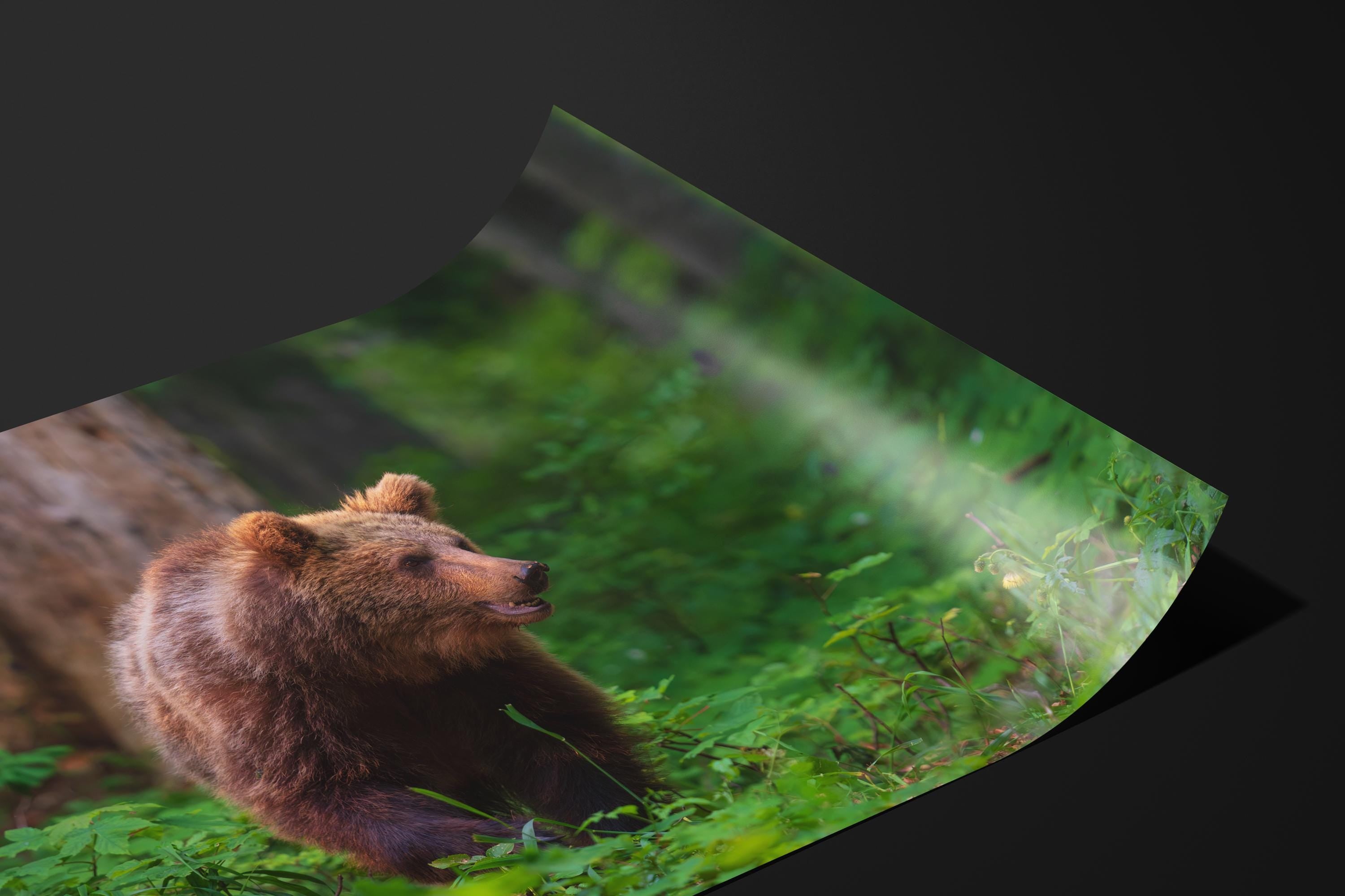 Majestic Brown Bear in Forest