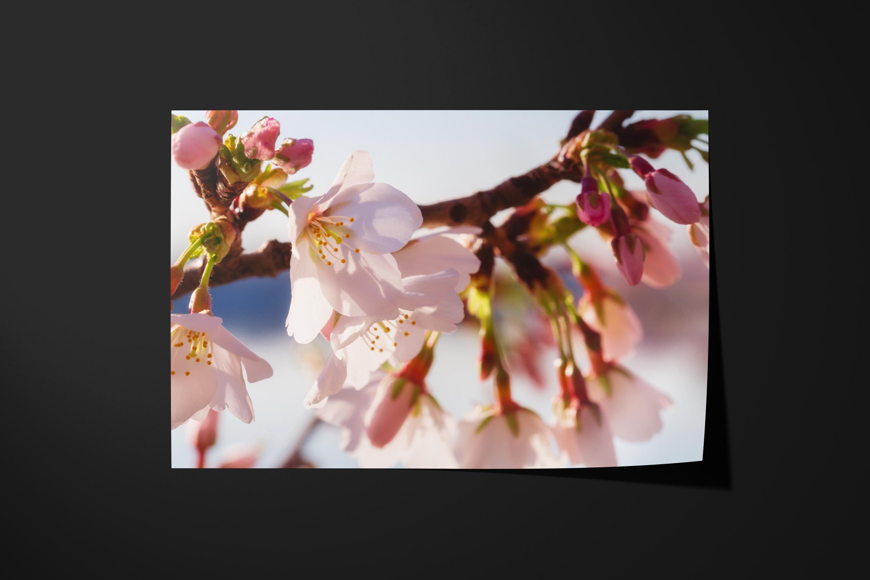 Cherry Blossom Soft Pink