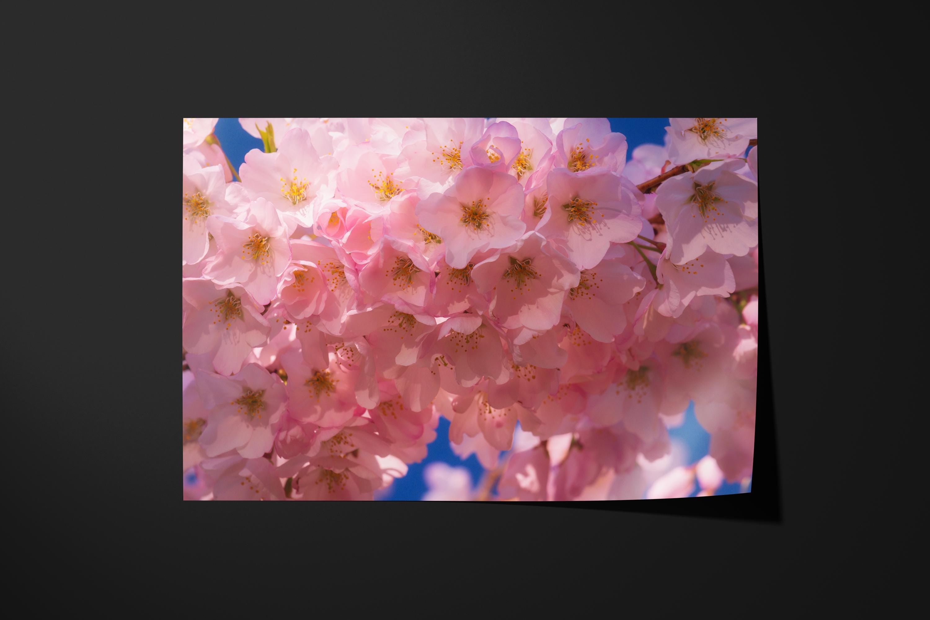 Cherry Blossom Pink
