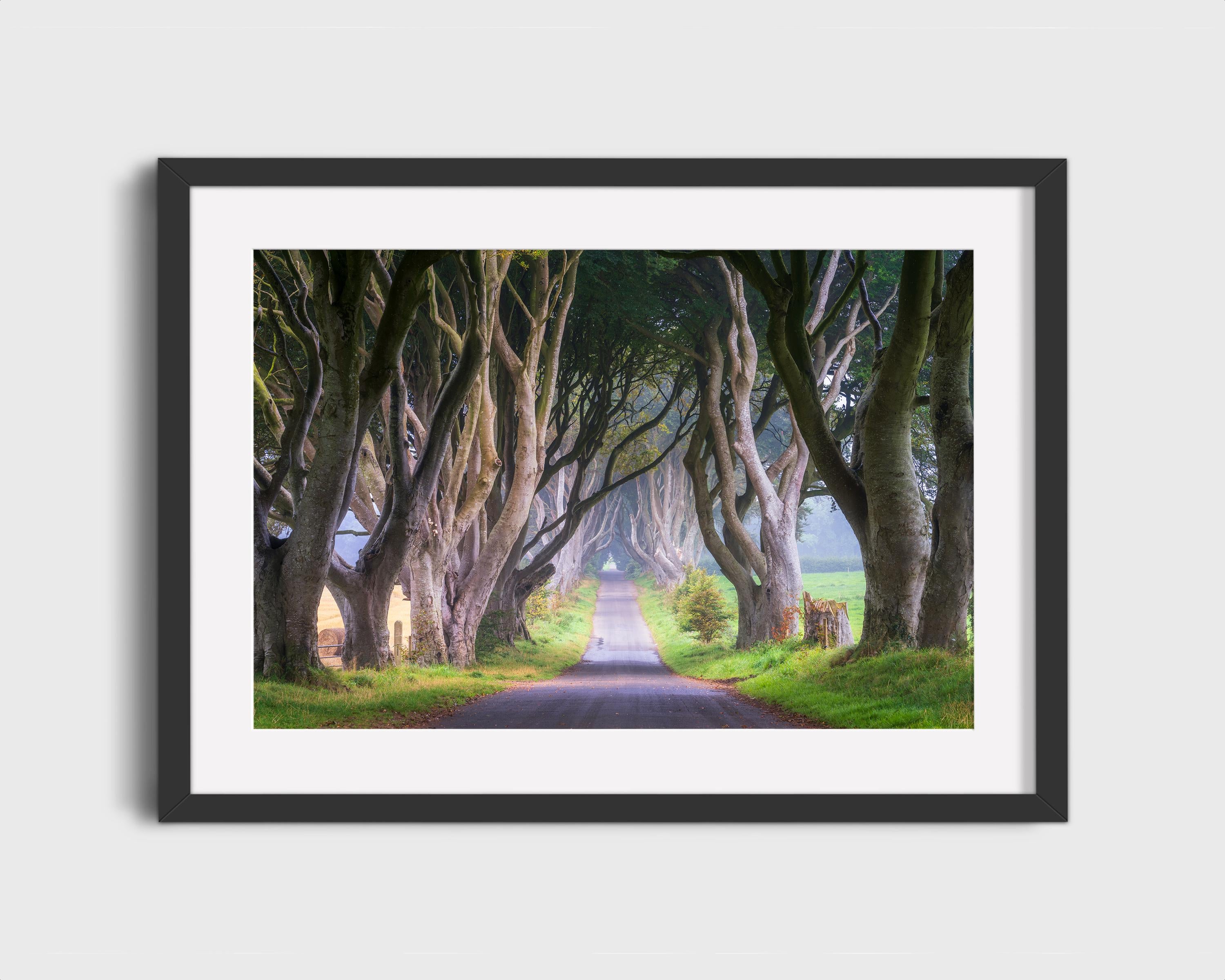 Dark Hedges Tree Tunnel