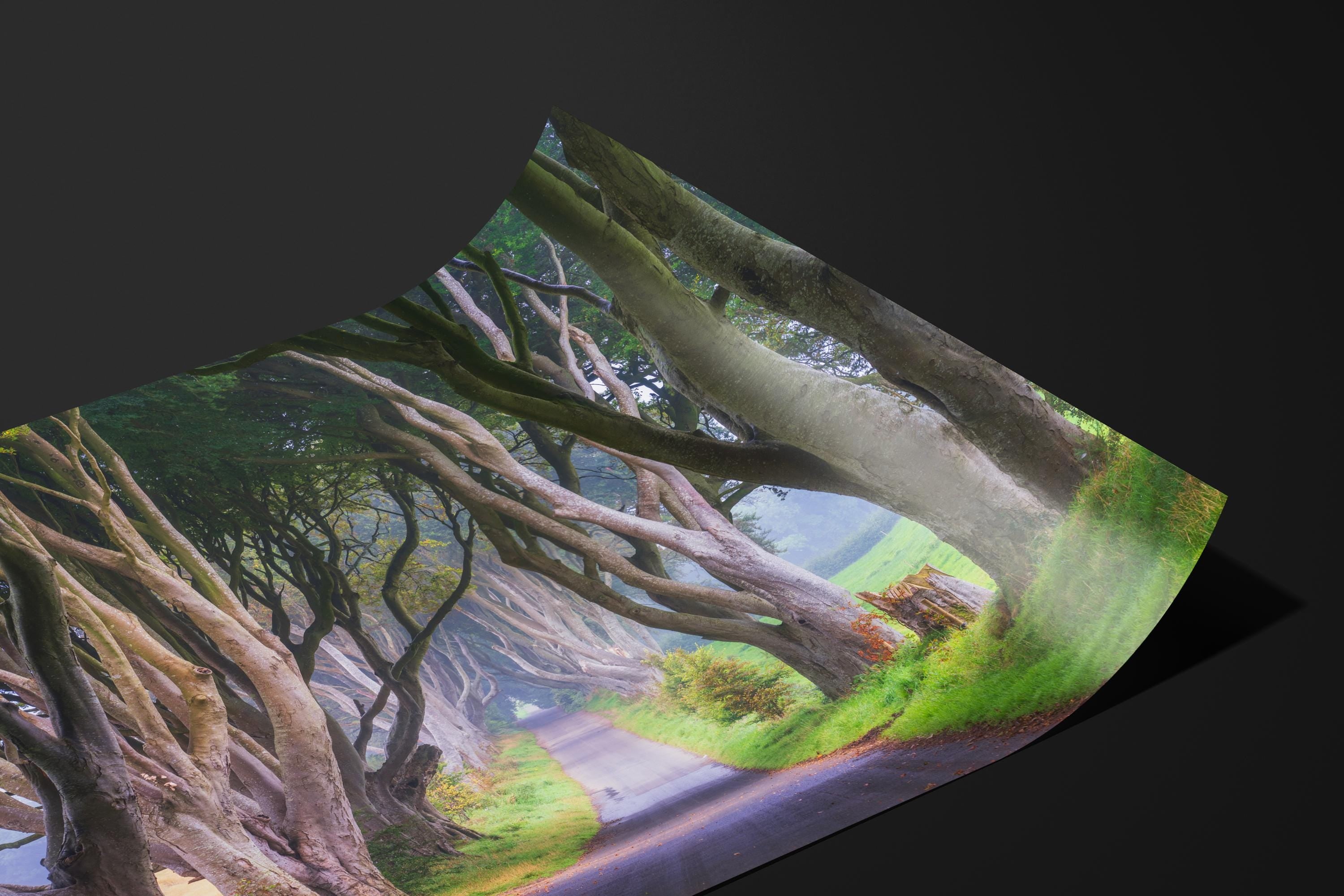 Dark Hedges Tree Tunnel