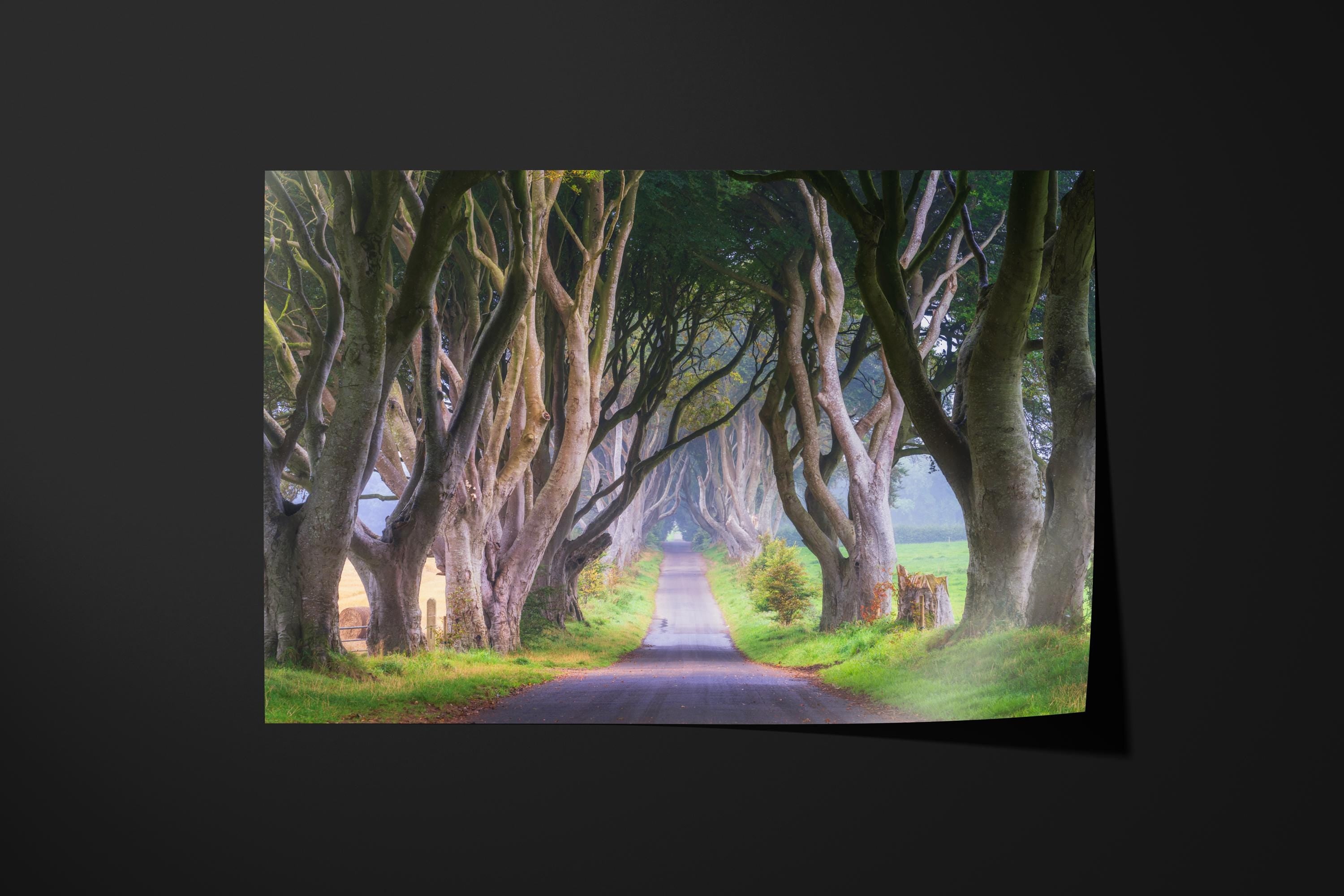 Dark Hedges Tree Tunnel
