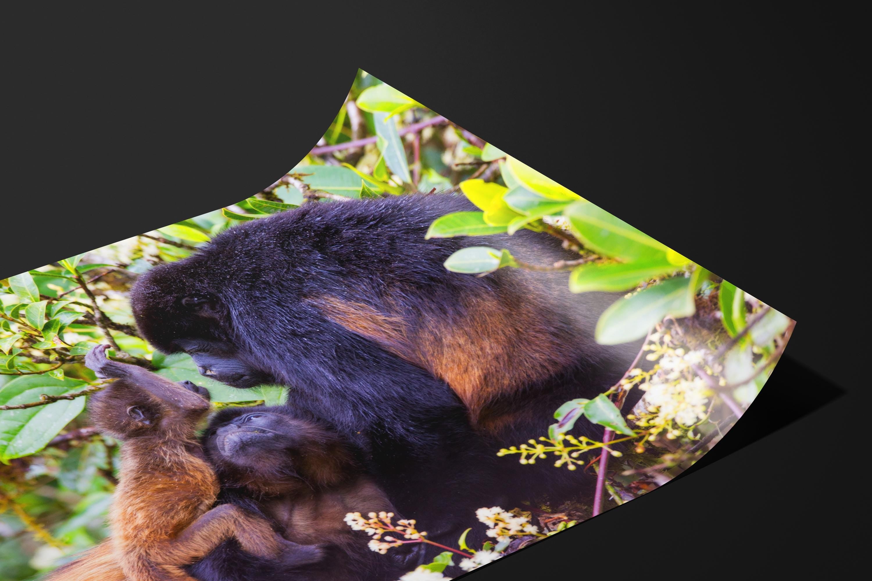 Howler Monkey Family