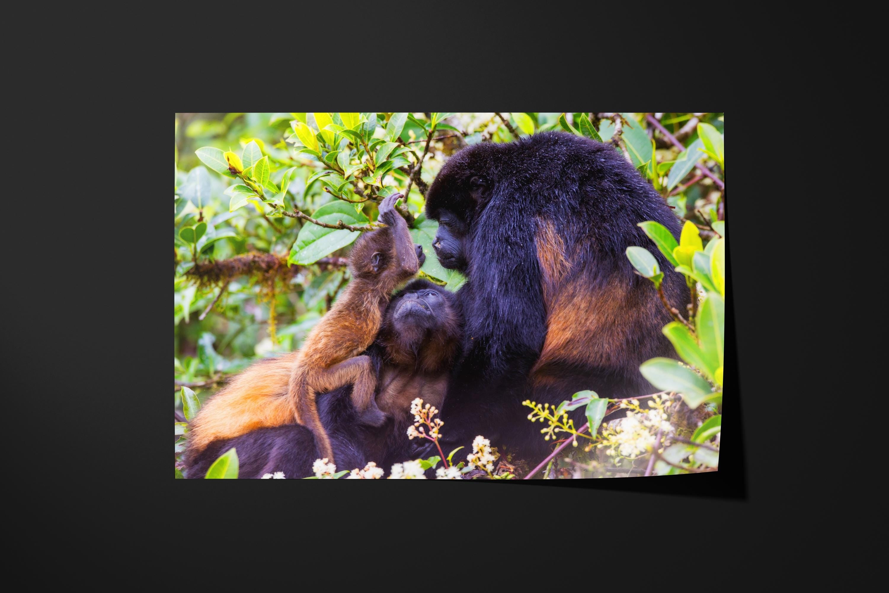 Howler Monkey Family