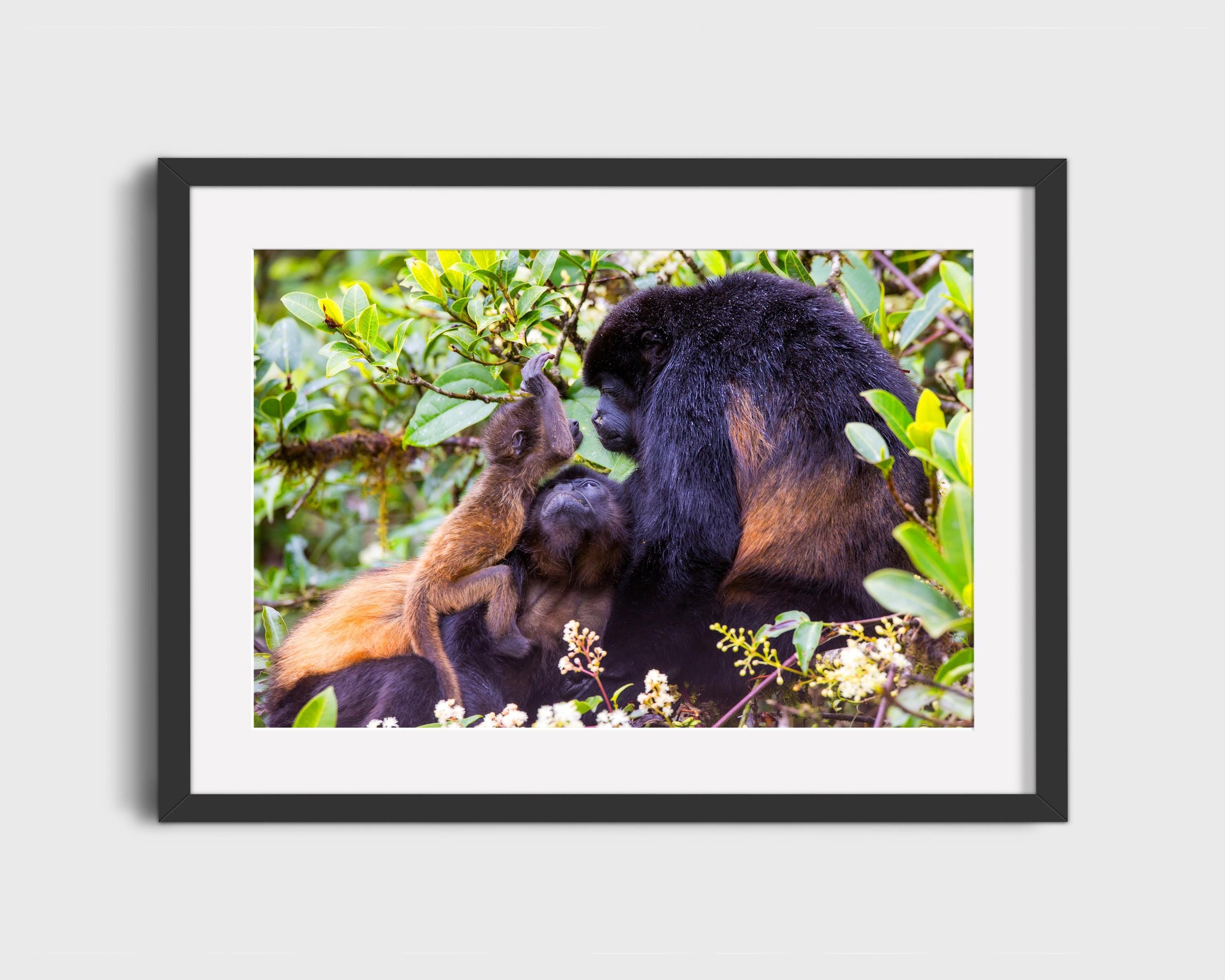 Howler Monkey Family