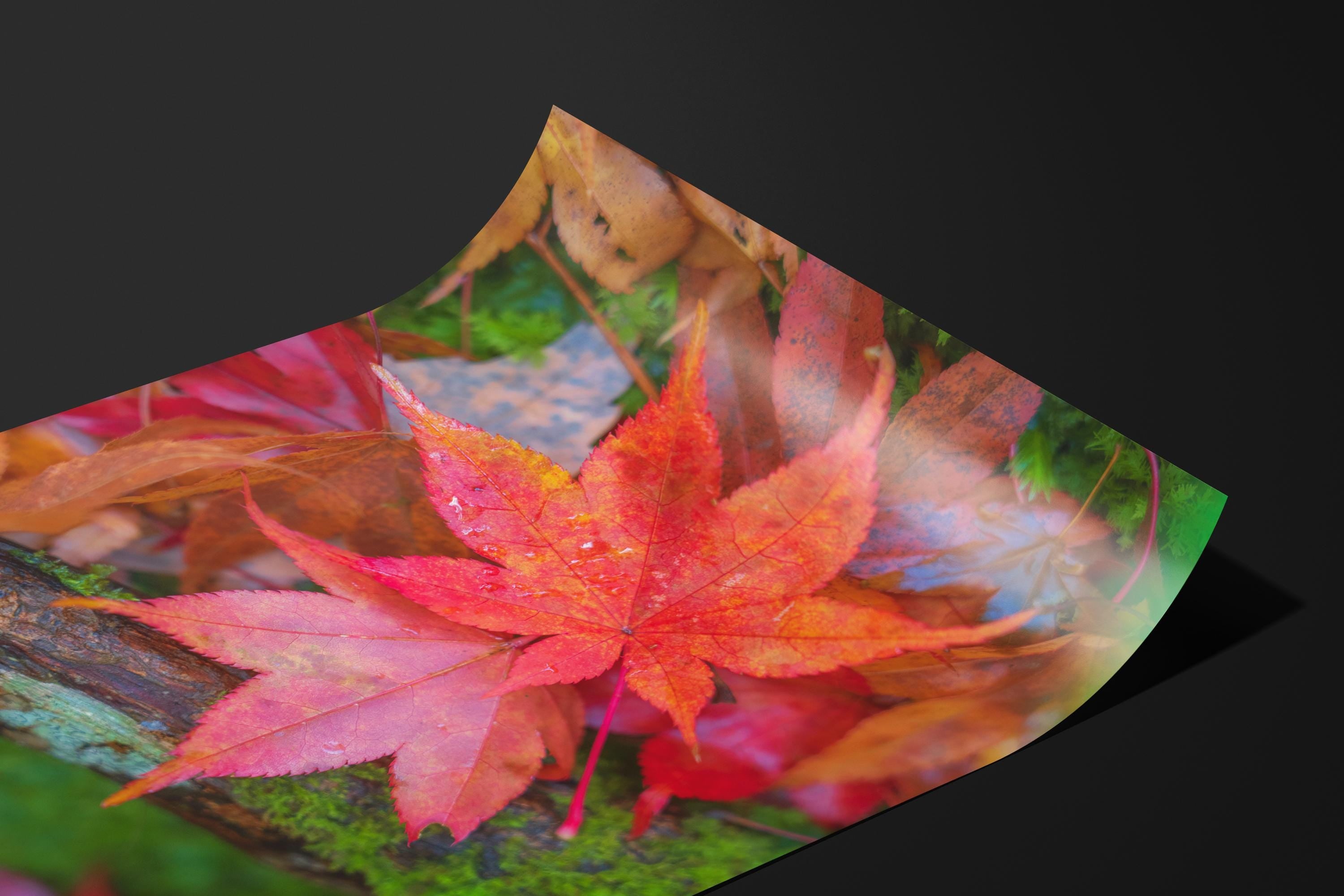 Japanese Maple Leaves Autumn