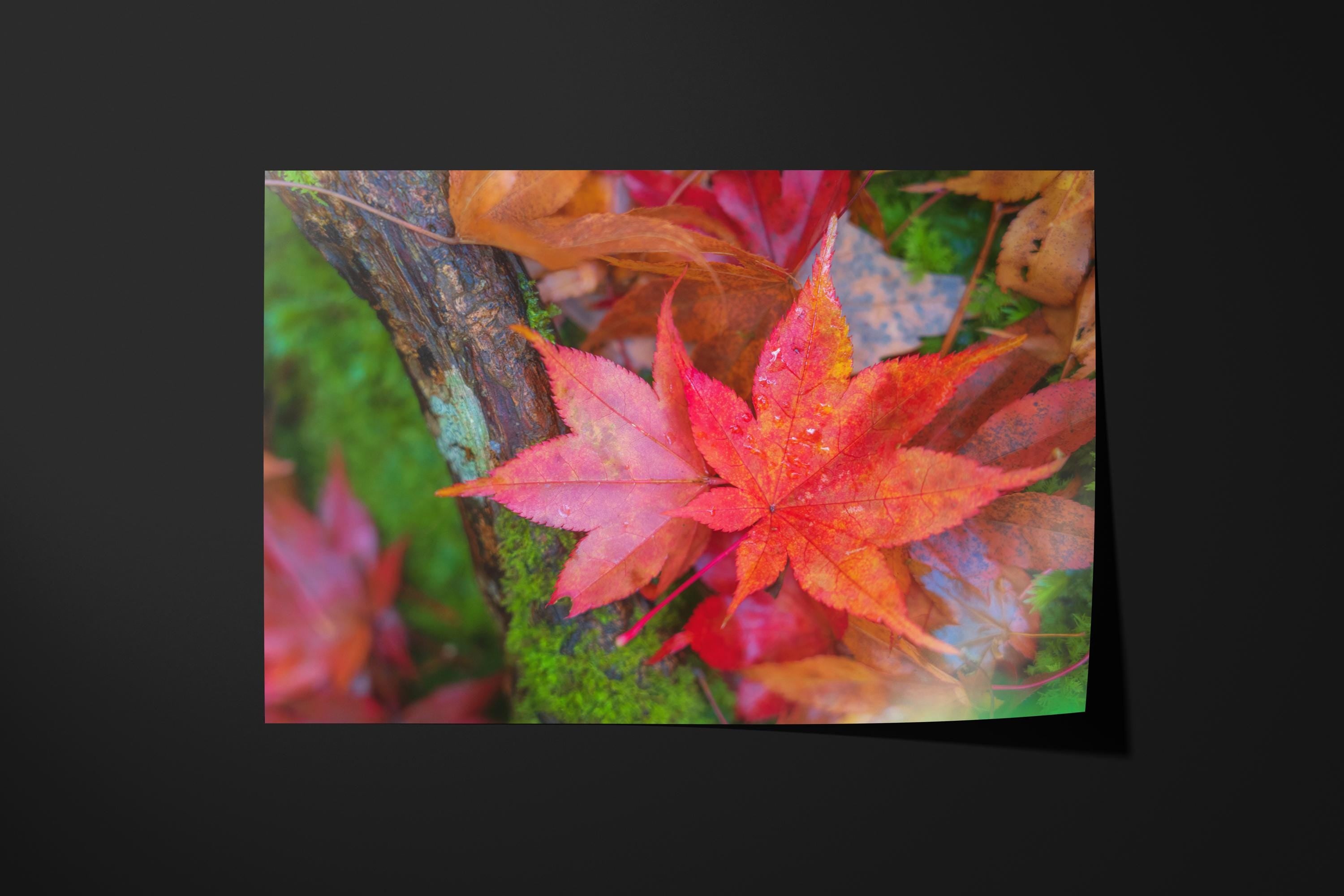 Japanese Maple Leaves Autumn