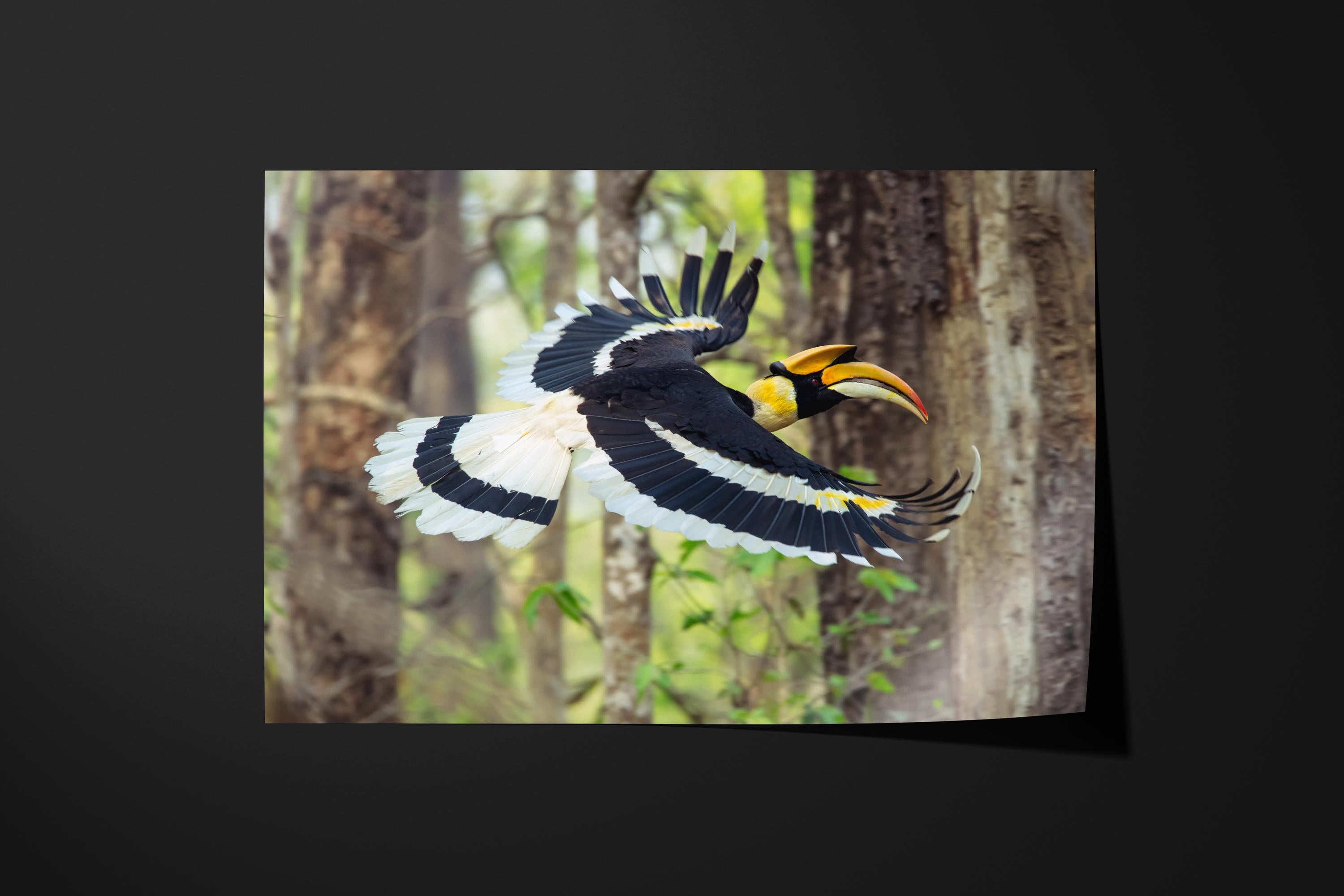 Great Hornbill in Flight