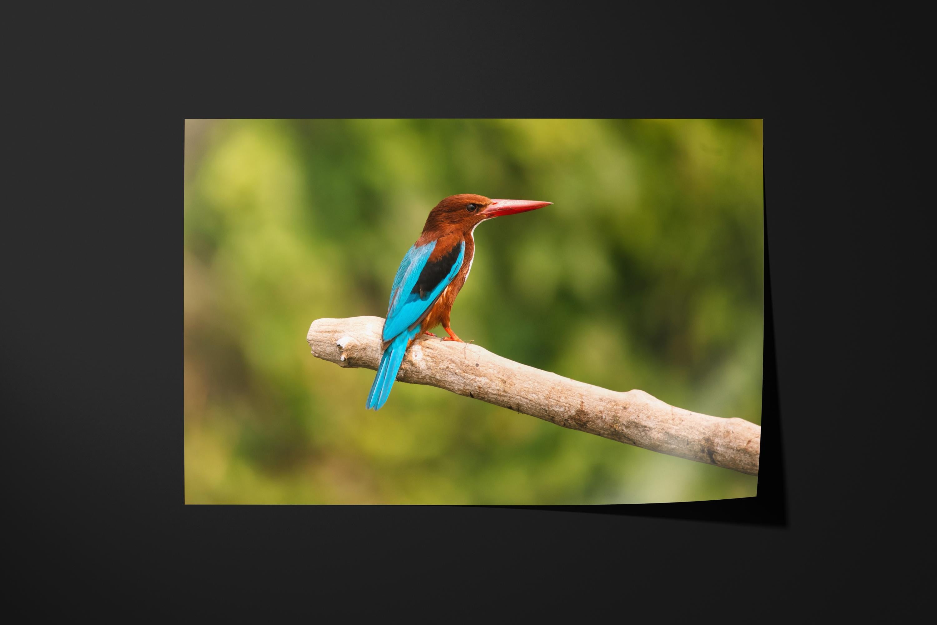 Vibrant Kingfisher Bird on Branch