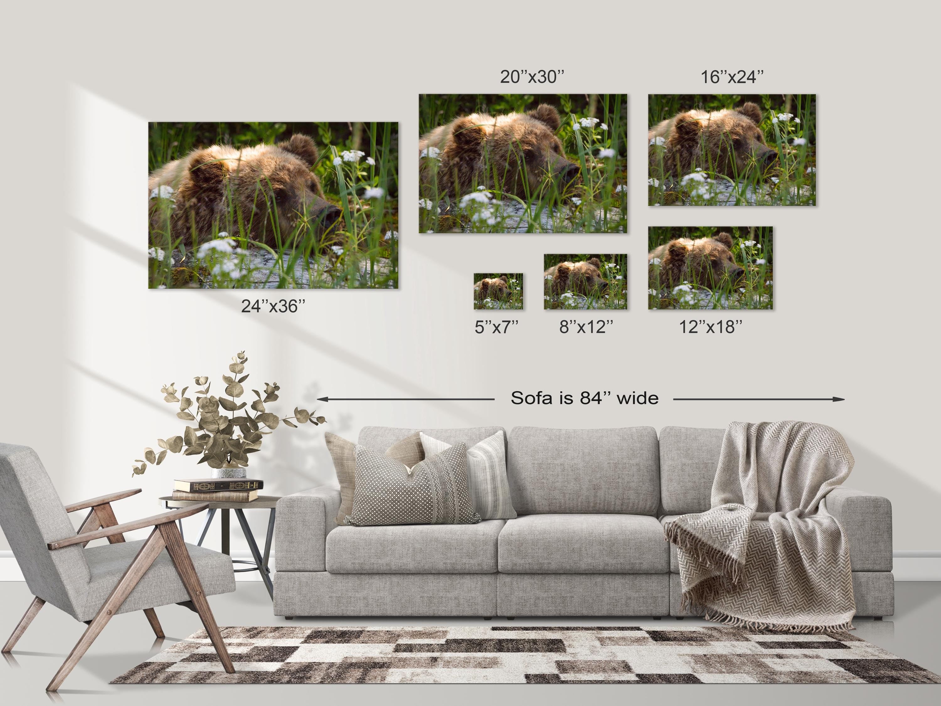 Resting Grizzly Bear