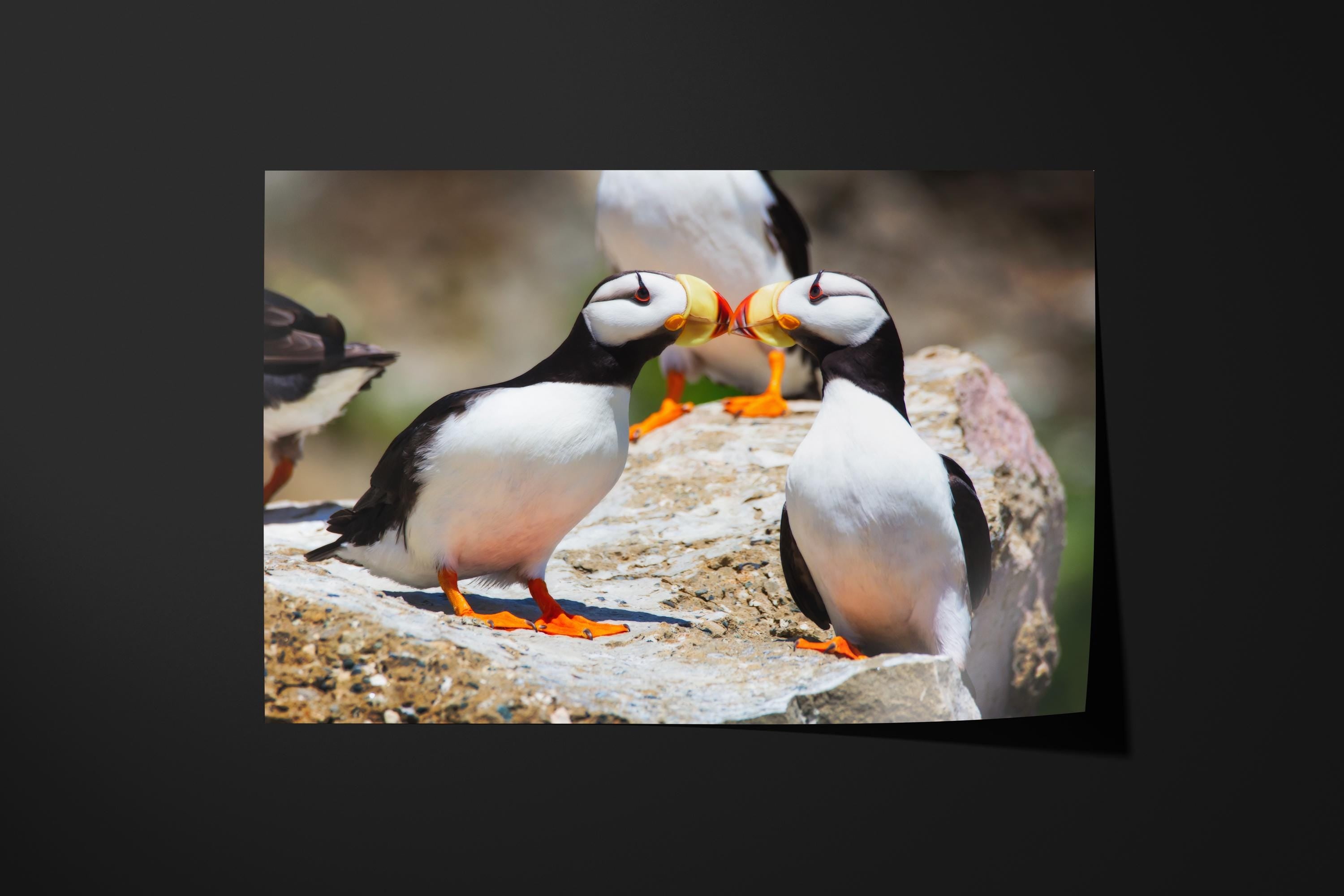 Puffin Kiss