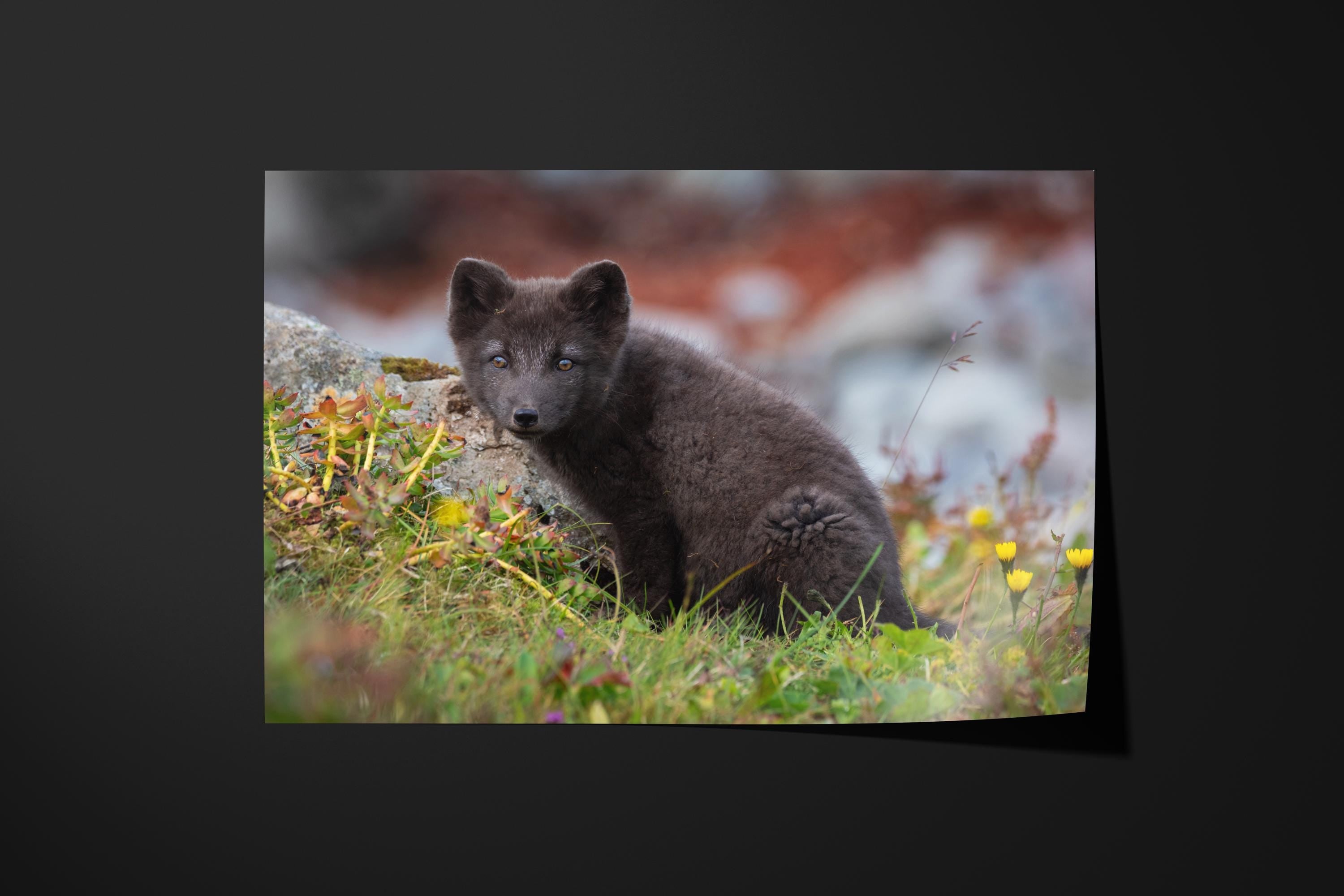 Arctic Fox Pup