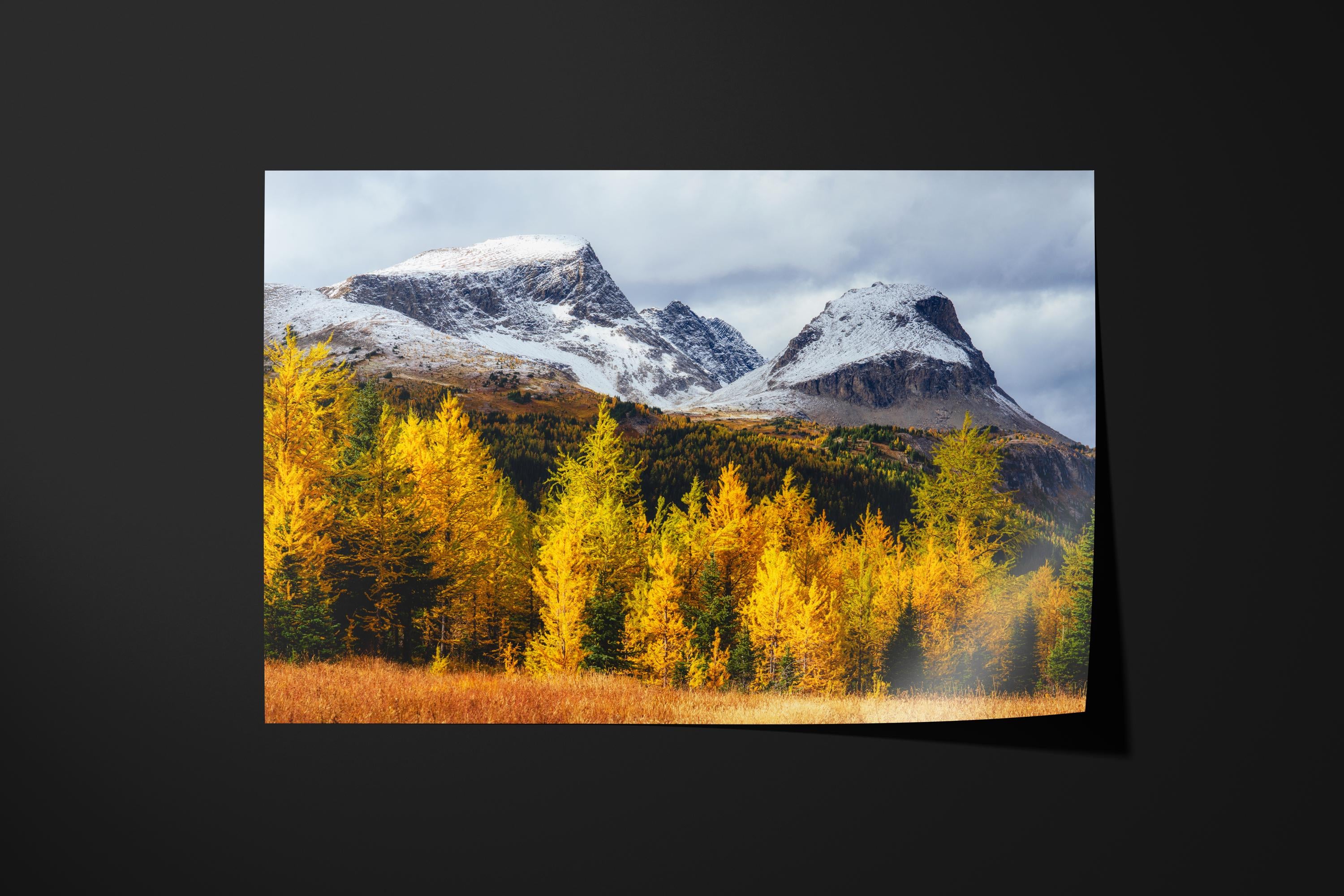 Golden Larch Autumn