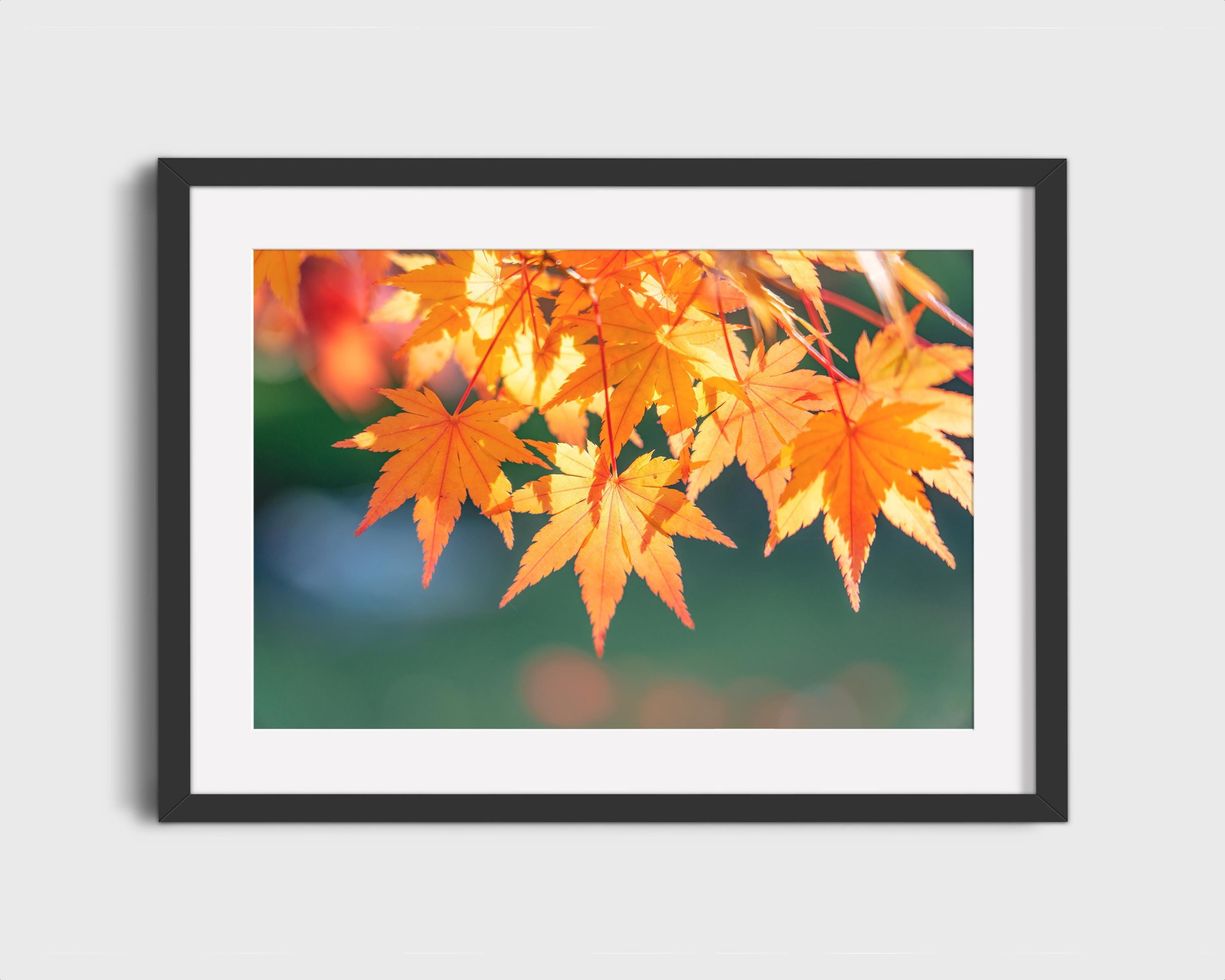 Golden Autumn Japanese Maple Leaves