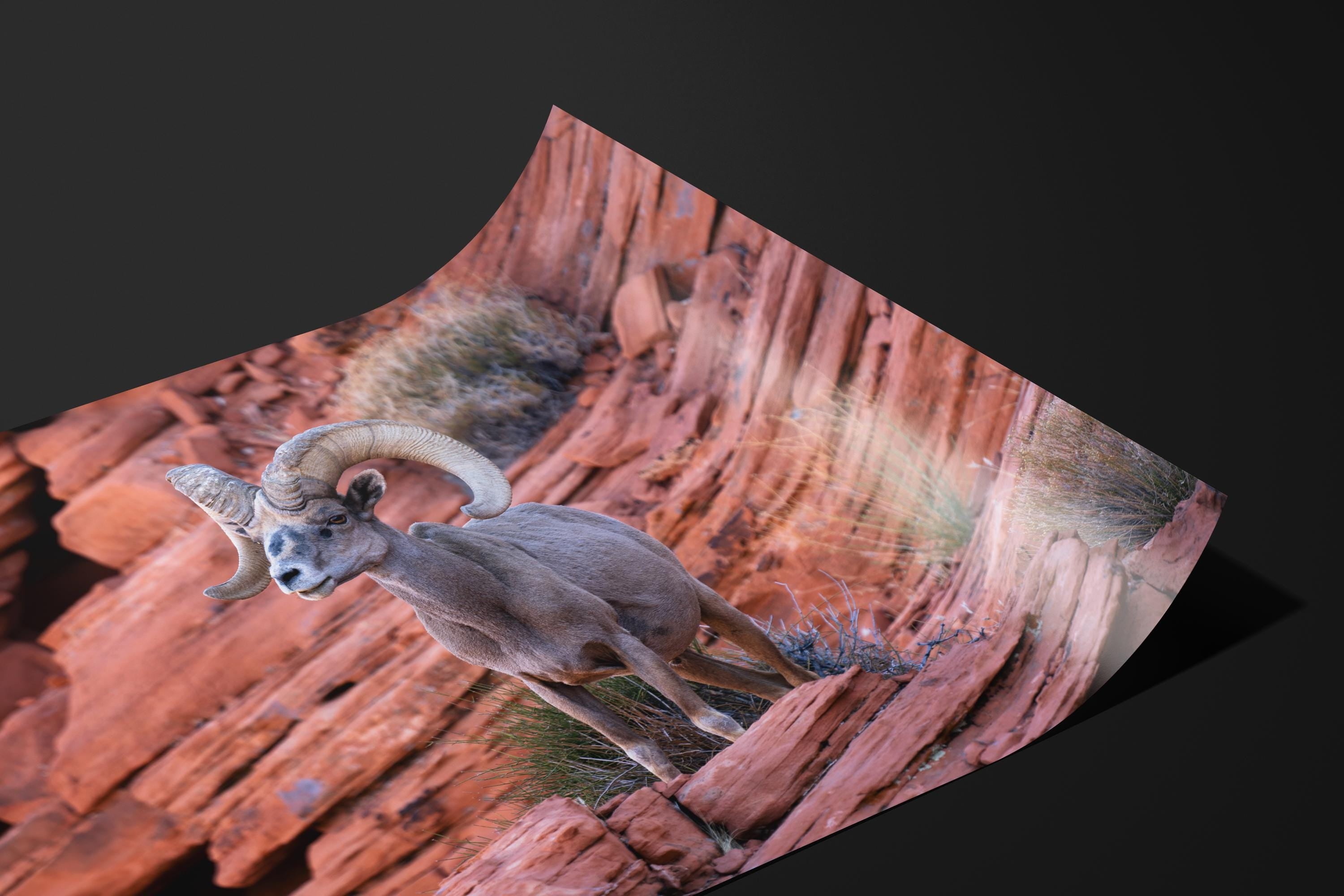 Bighorn Sheep