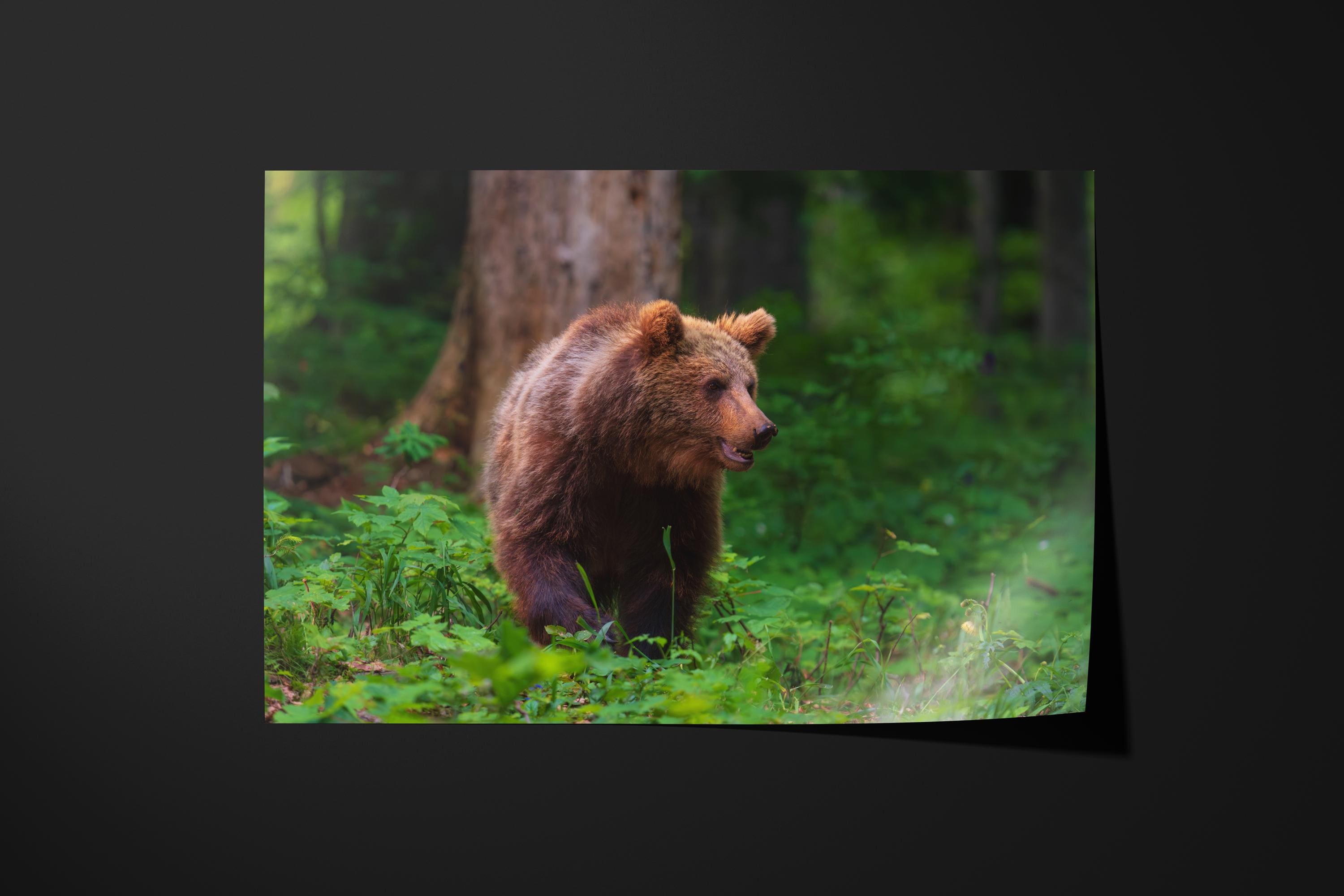 Majestic Brown Bear in Forest