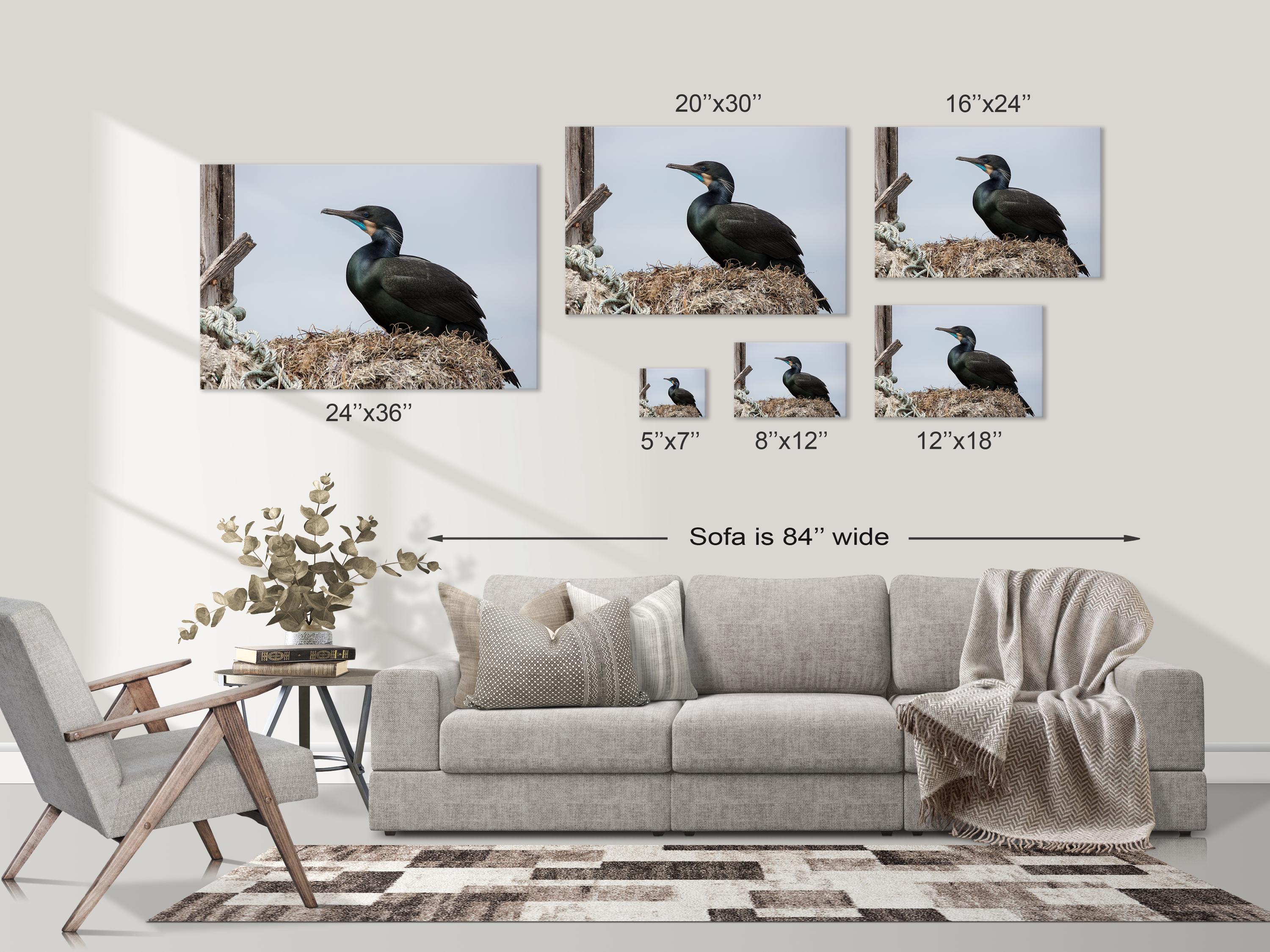 Brandt's Cormorant Nesting
