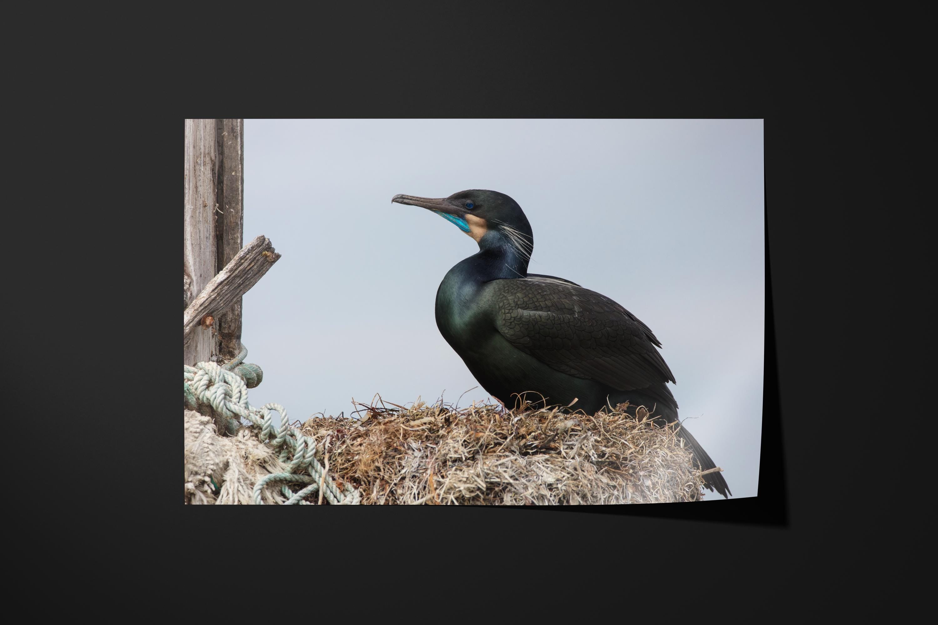 Brandt's Cormorant Nesting