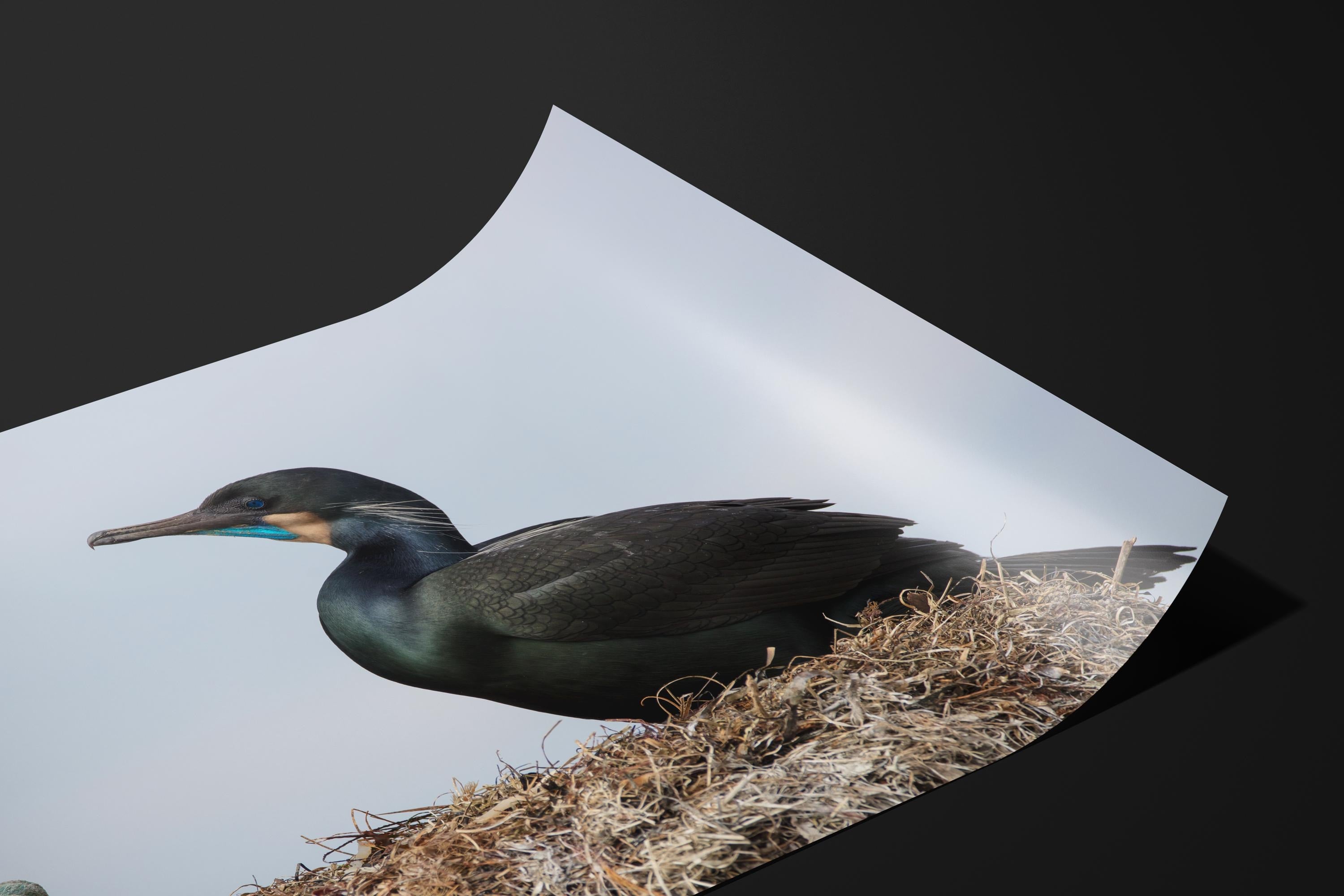 Brandt's Cormorant Nesting