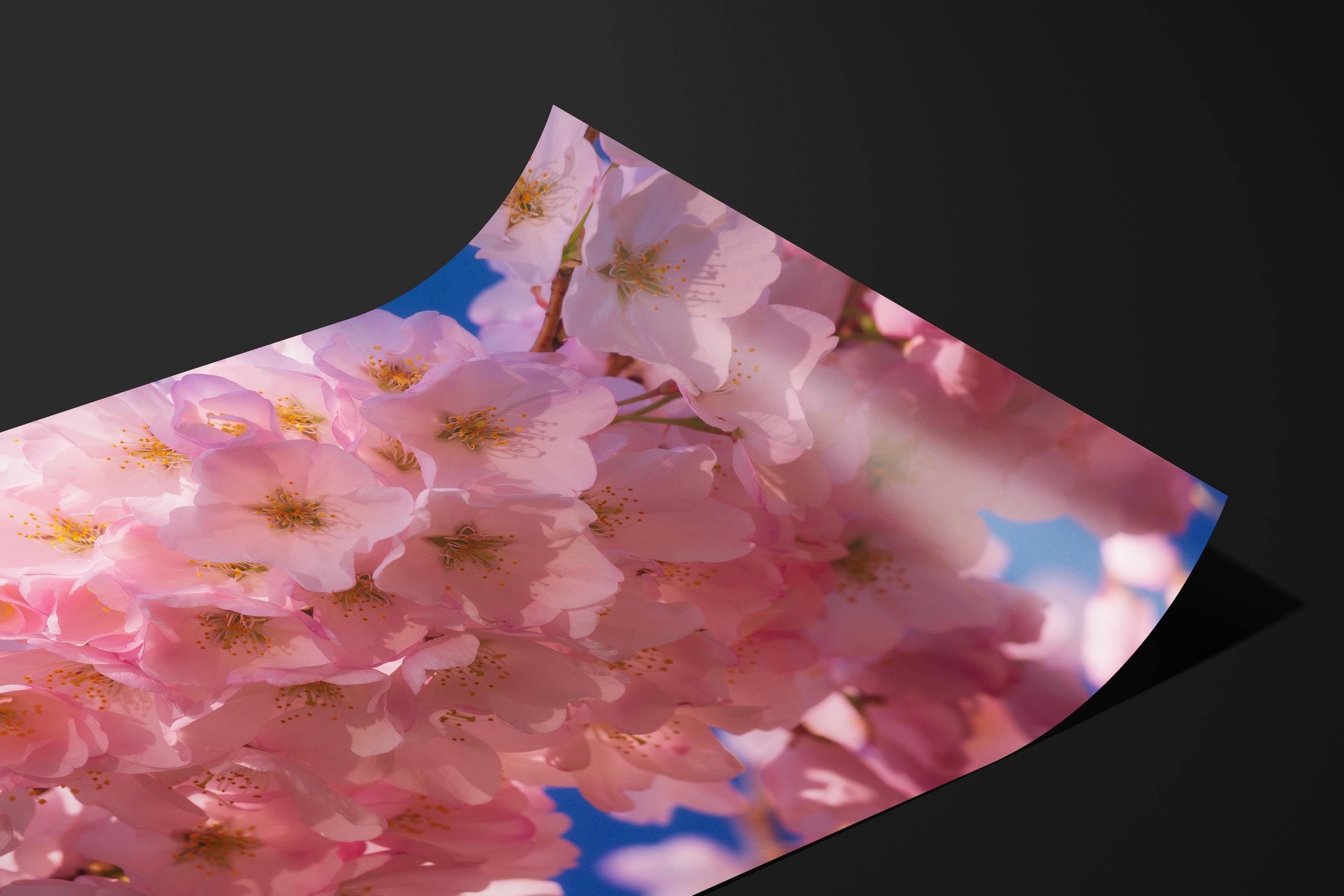 Cherry Blossom Pink