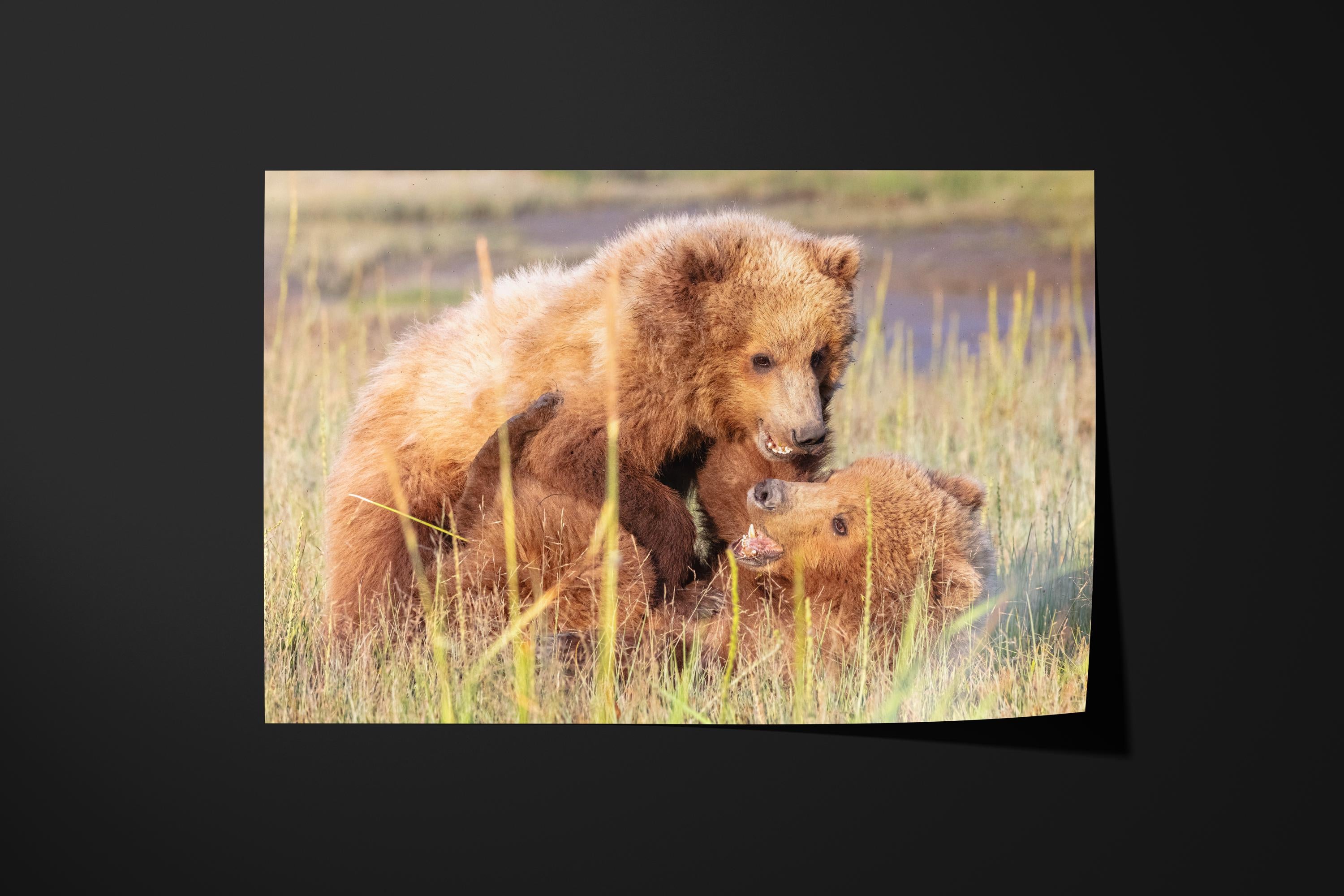 Playful Bear Cubs