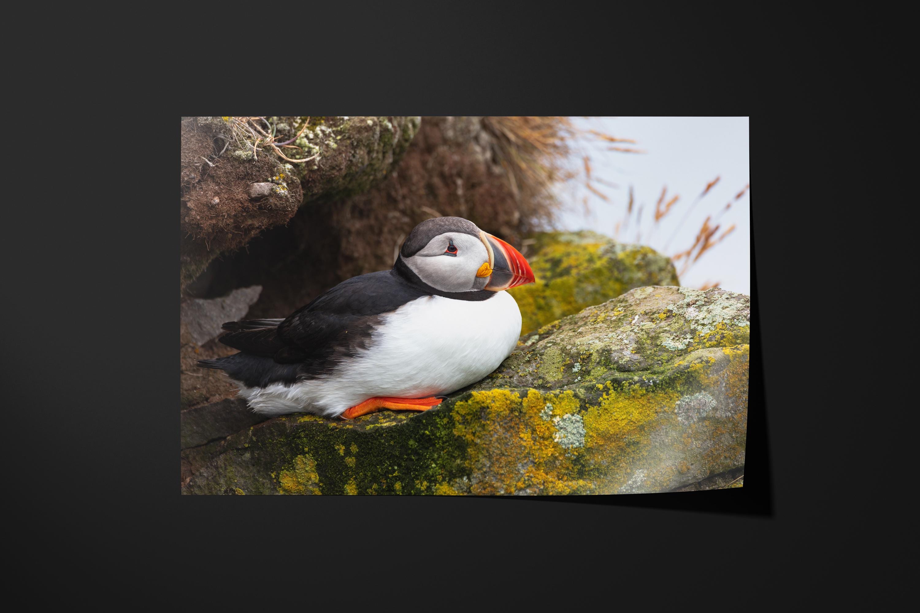 Atlantic Puffin