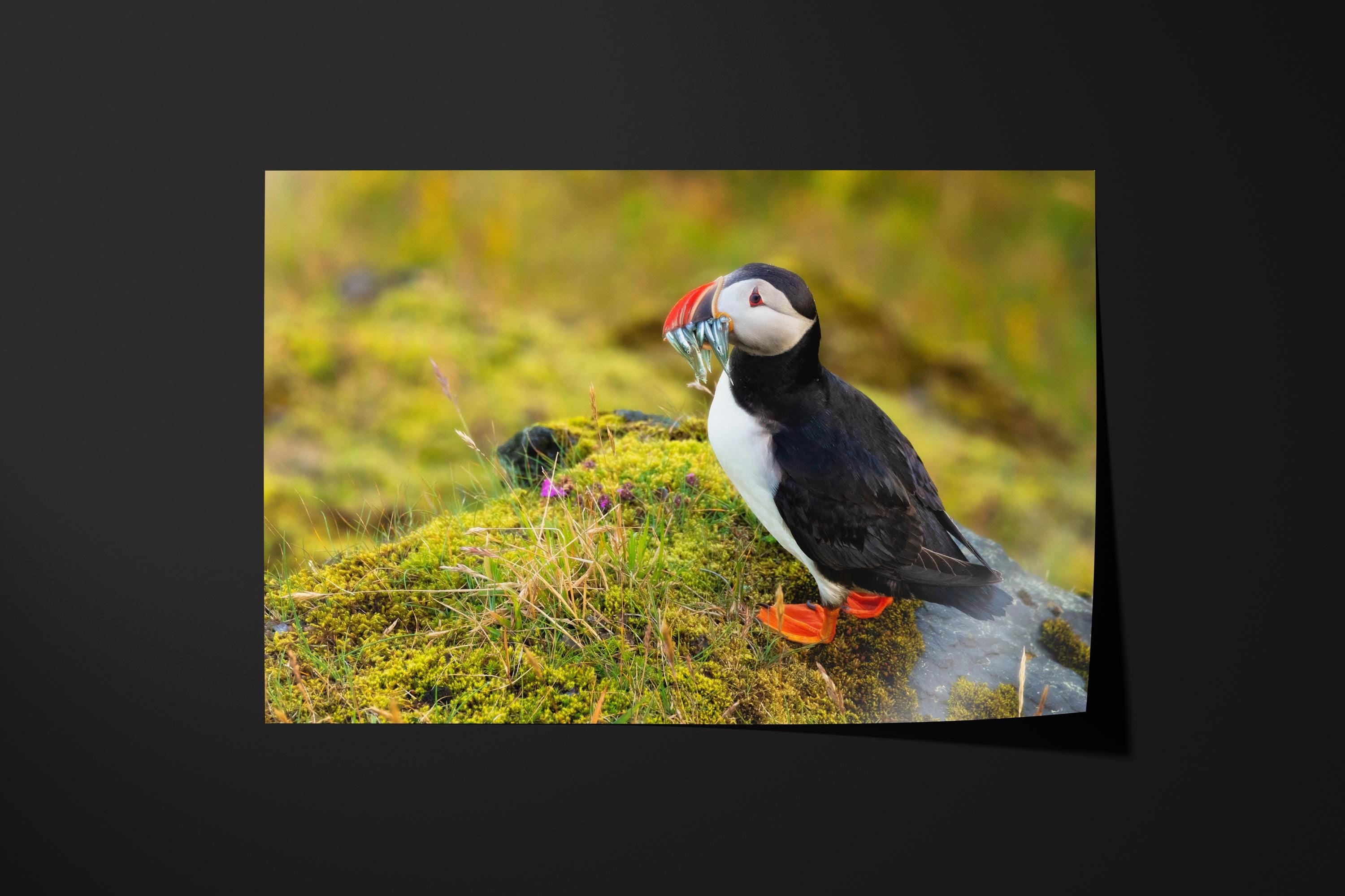 Atlantic Puffin Fishing