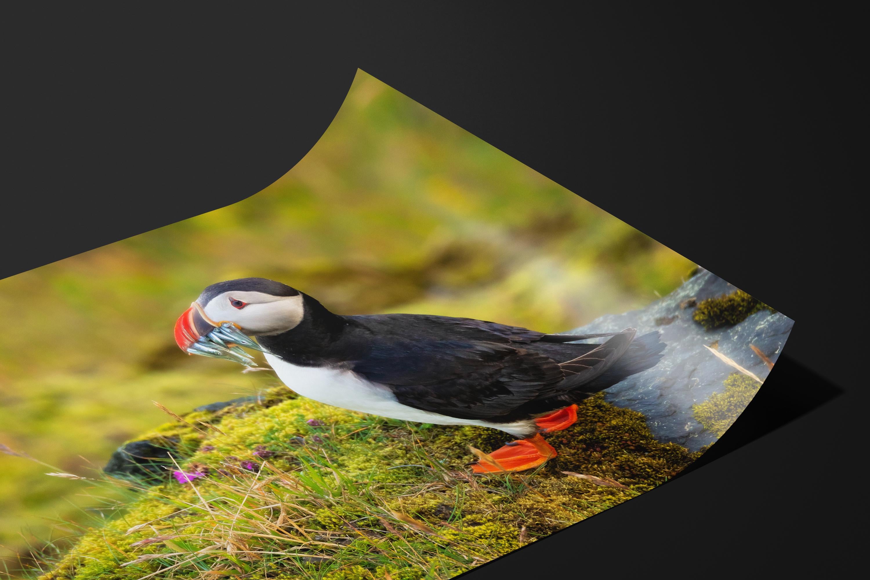 Atlantic Puffin Fishing