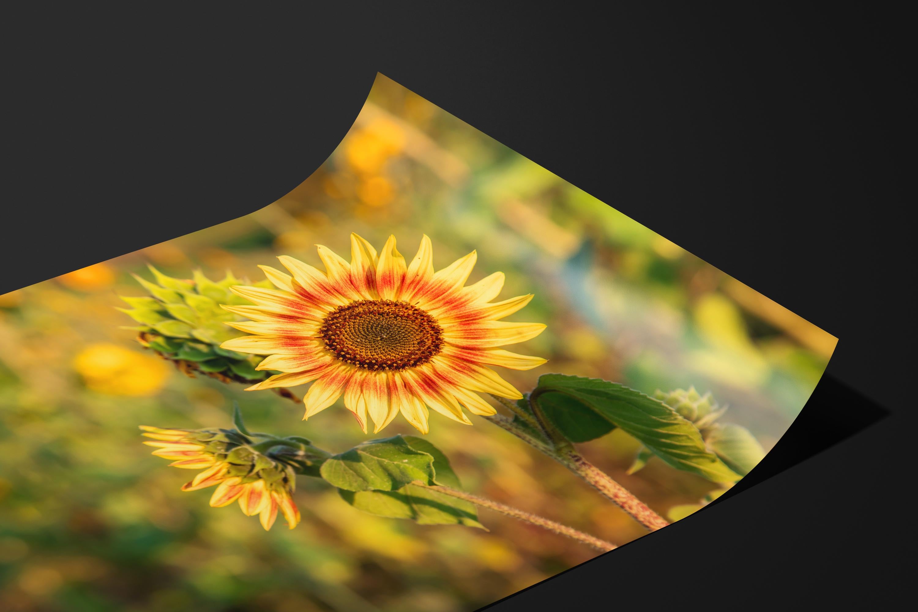 Ring of Fire Sunflower