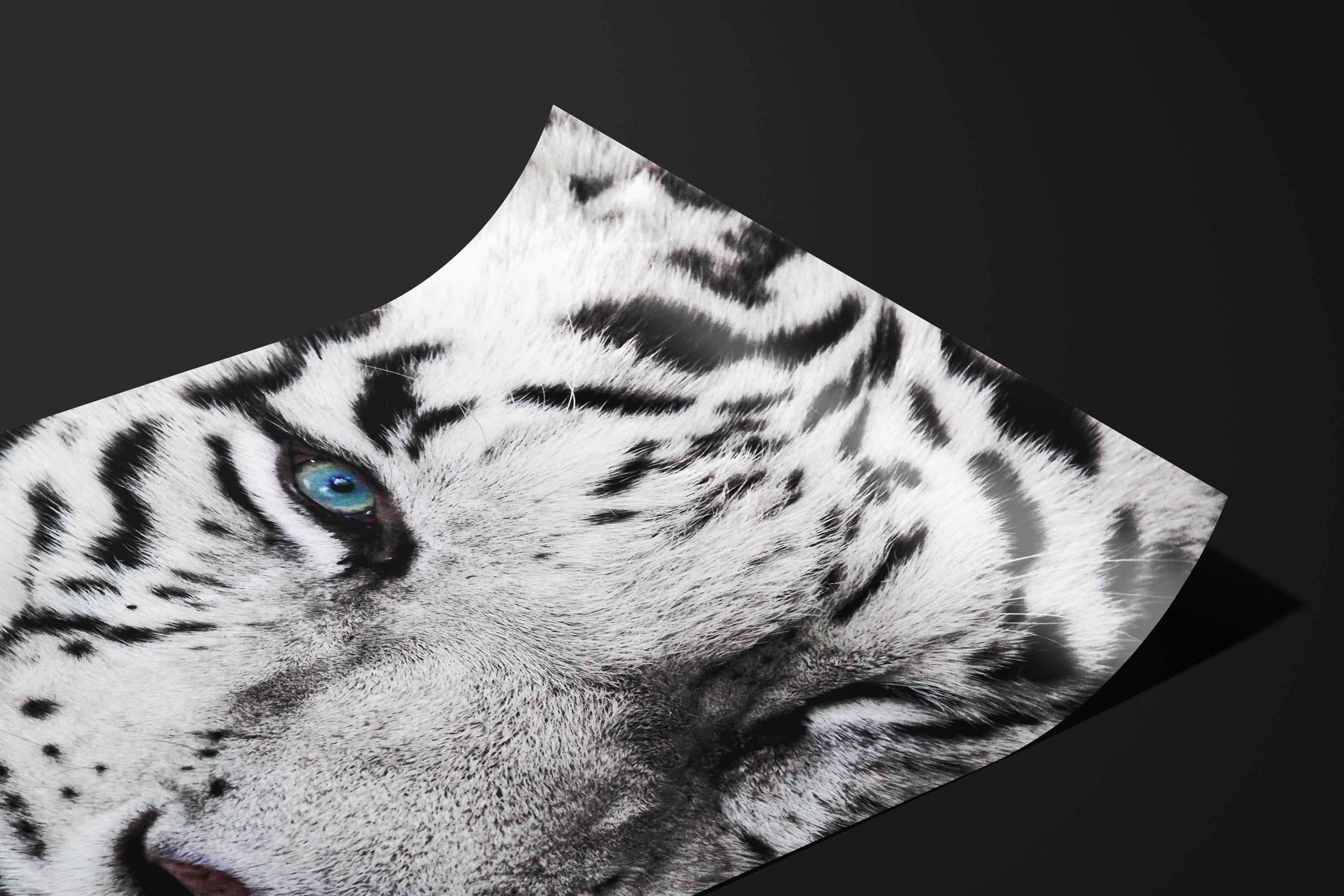 Majestic White Tiger Eye