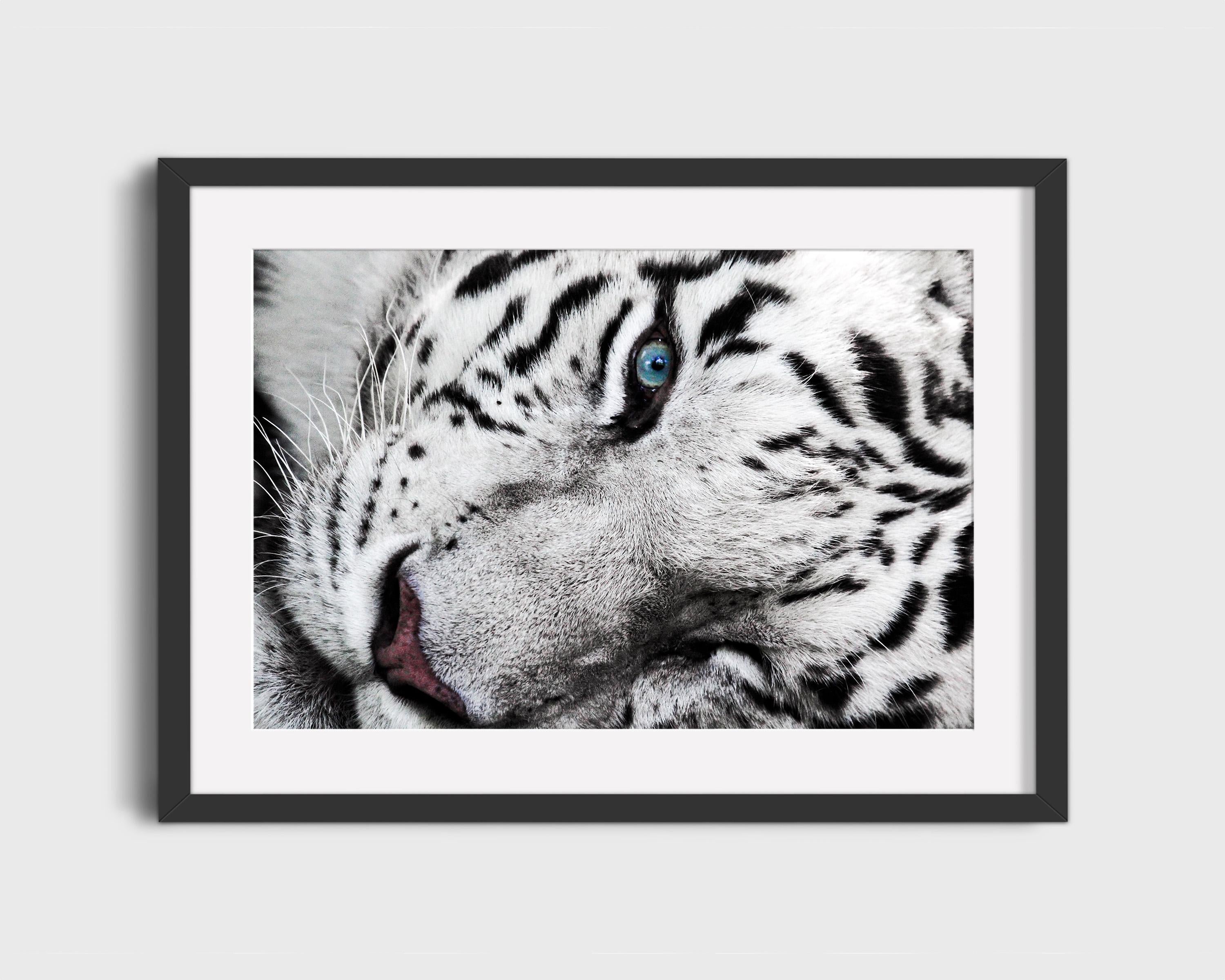 Majestic White Tiger Eye