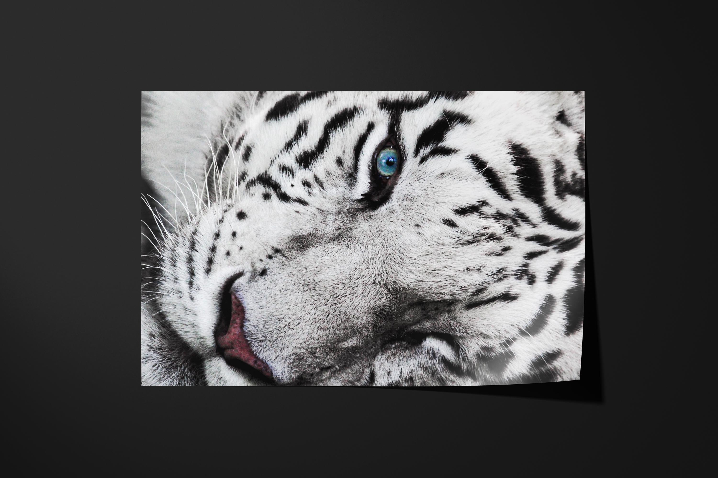 Majestic White Tiger Eye