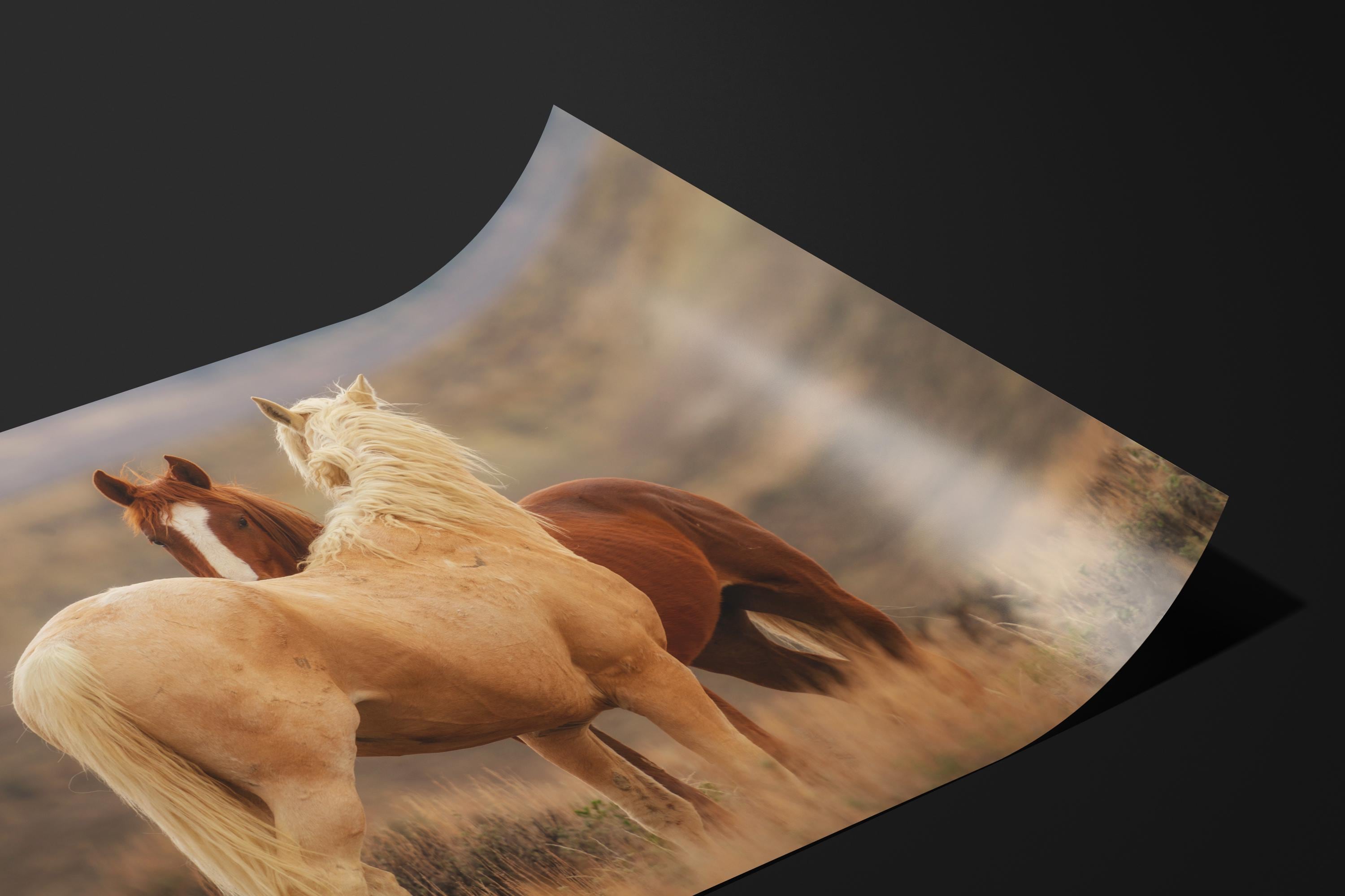 Wild Mustang Companions