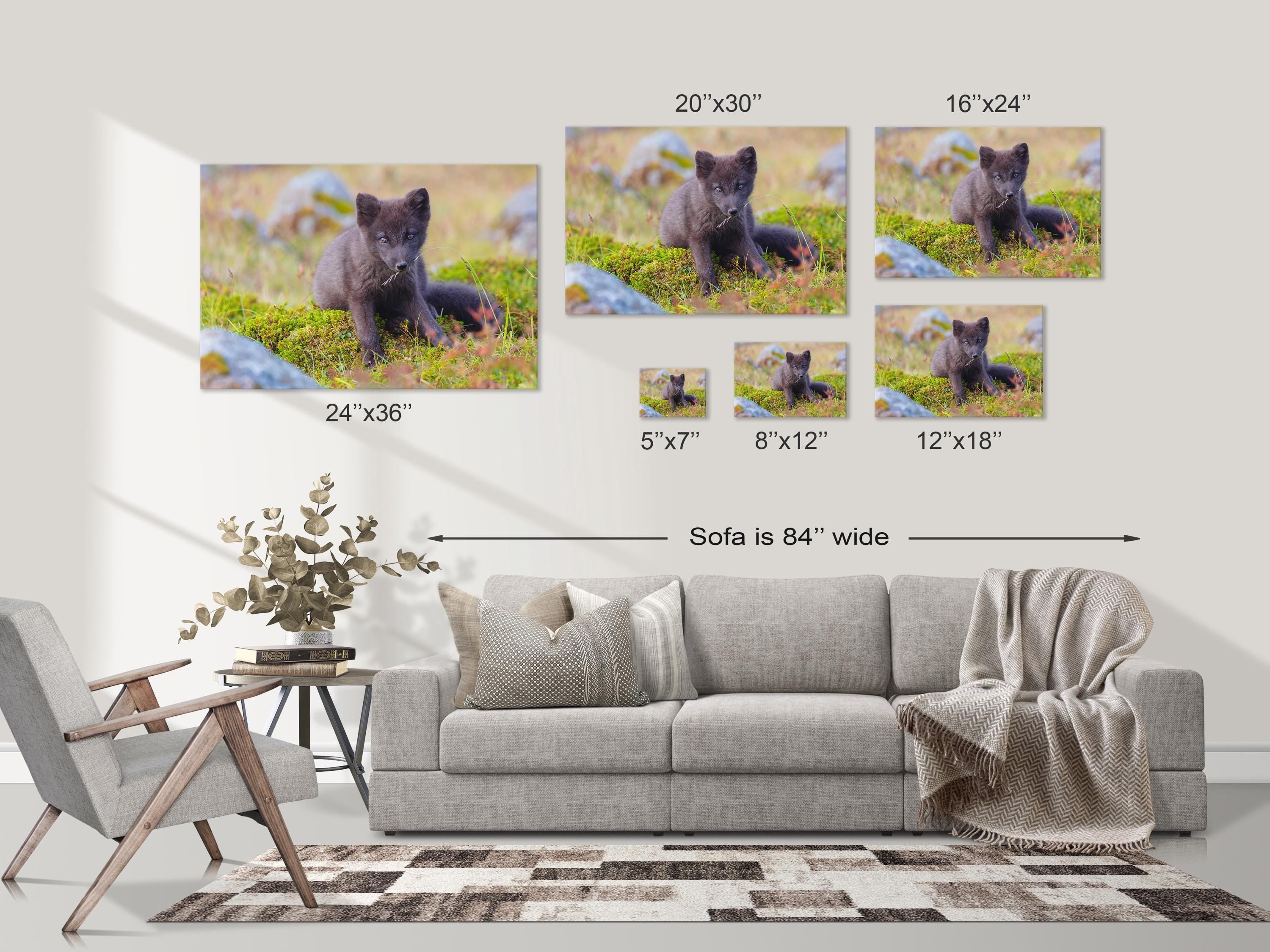 Arctic Fox in Summer