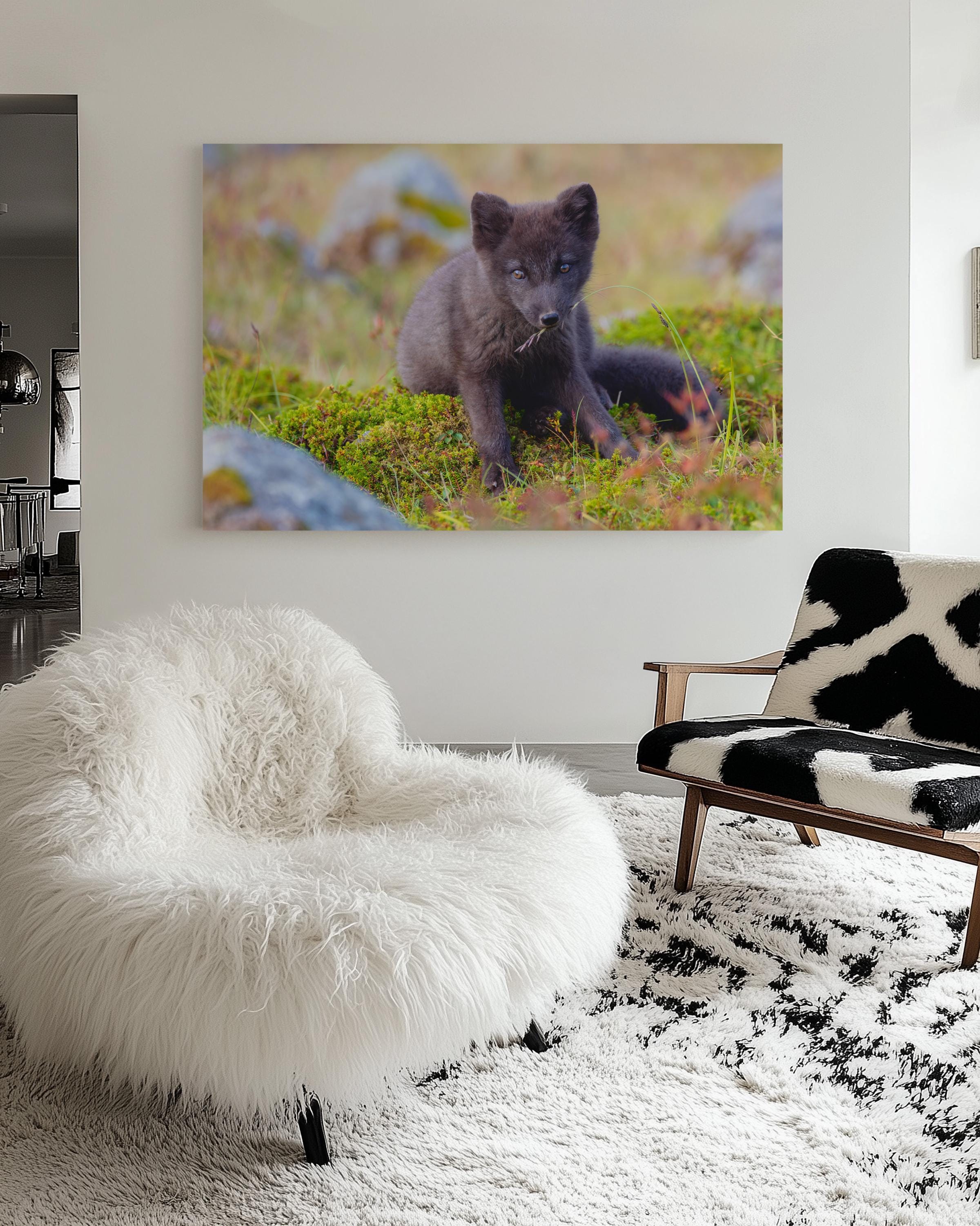 Arctic Fox in Summer