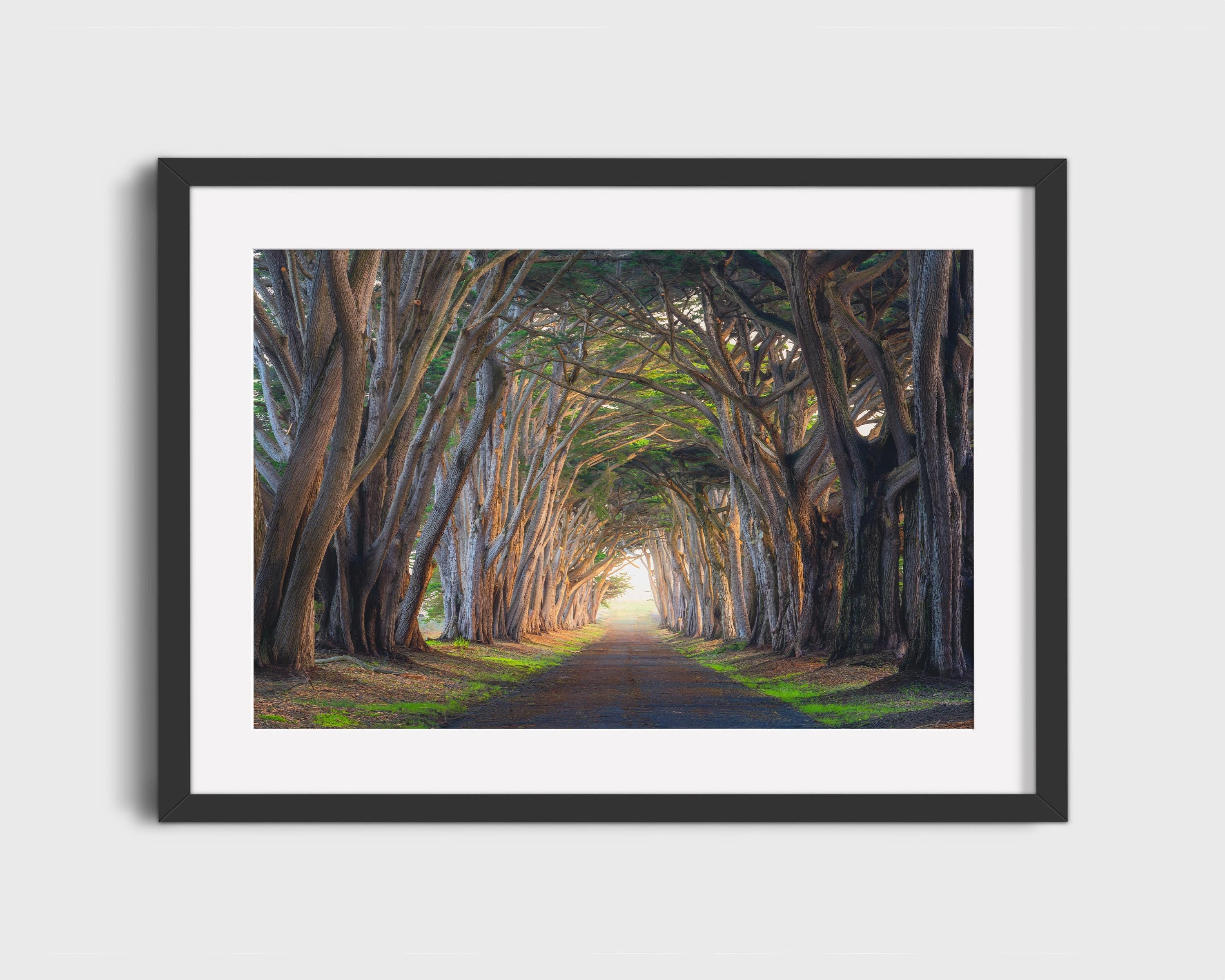 Cypress Tree Tunnel