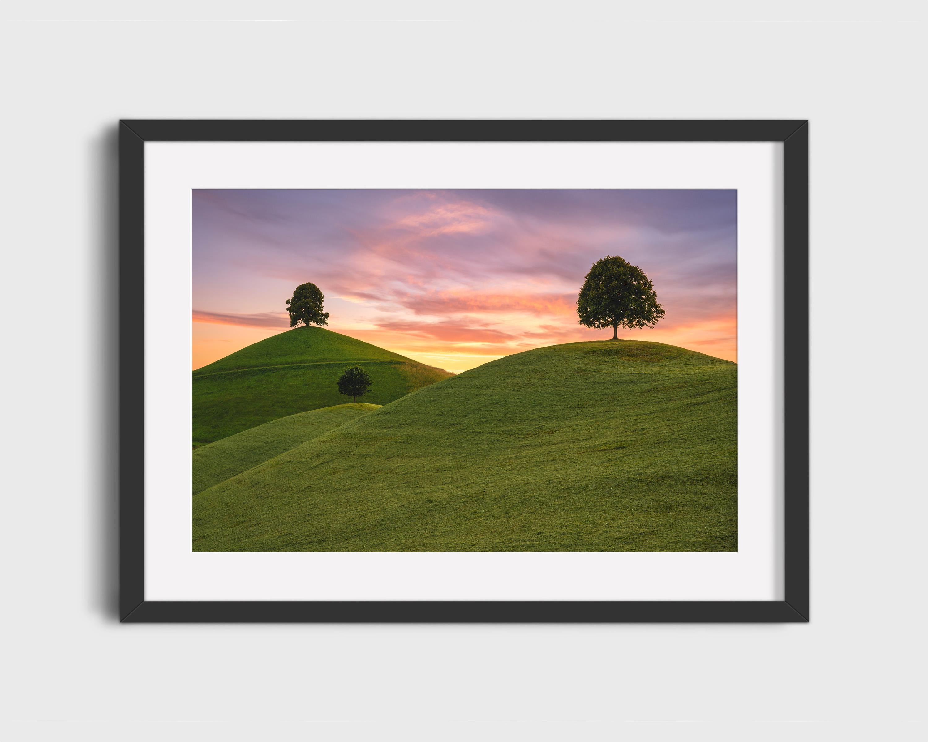Lone Trees on Rolling Hills at Sunset
