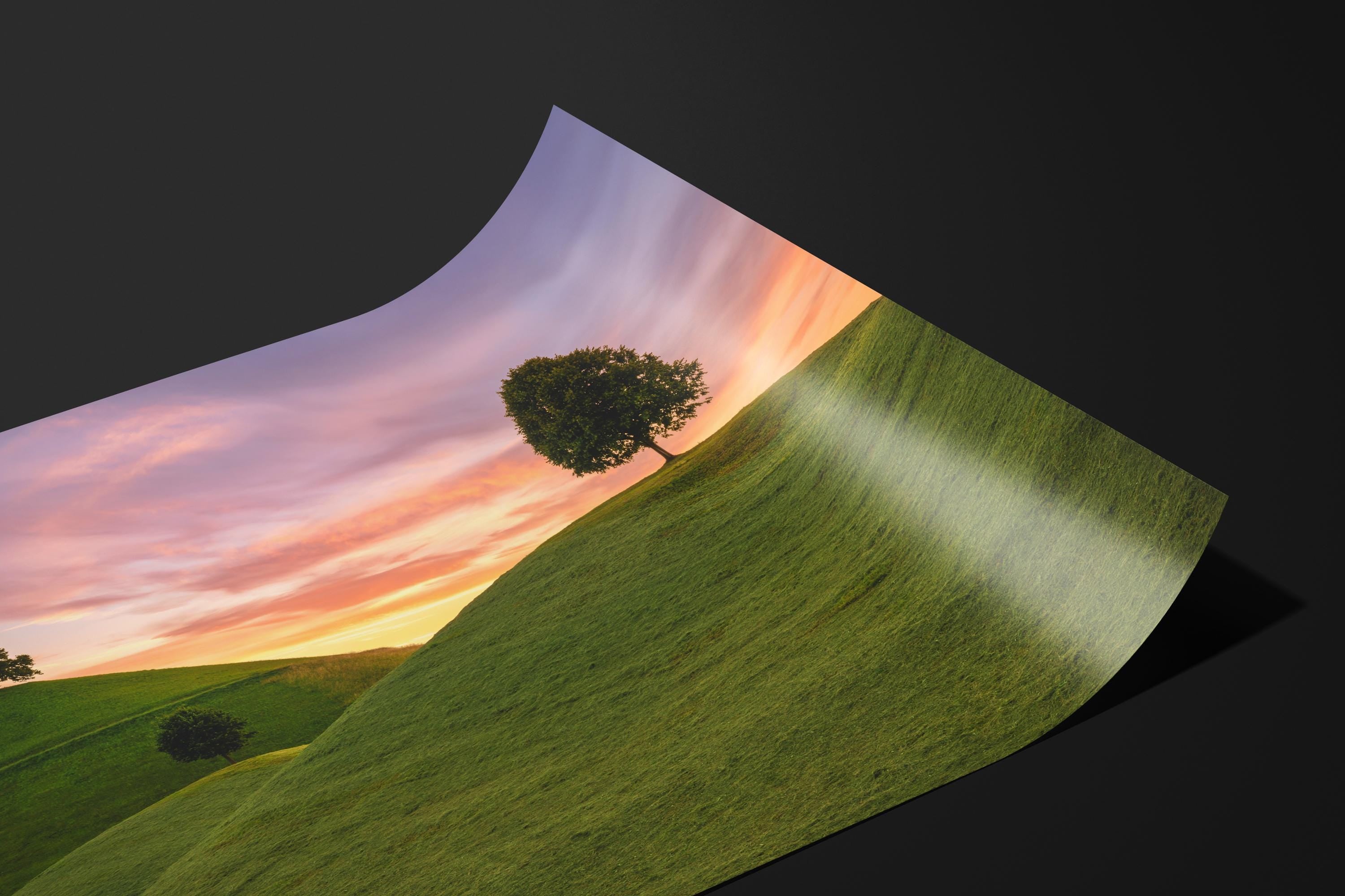 Lone Trees on Rolling Hills at Sunset