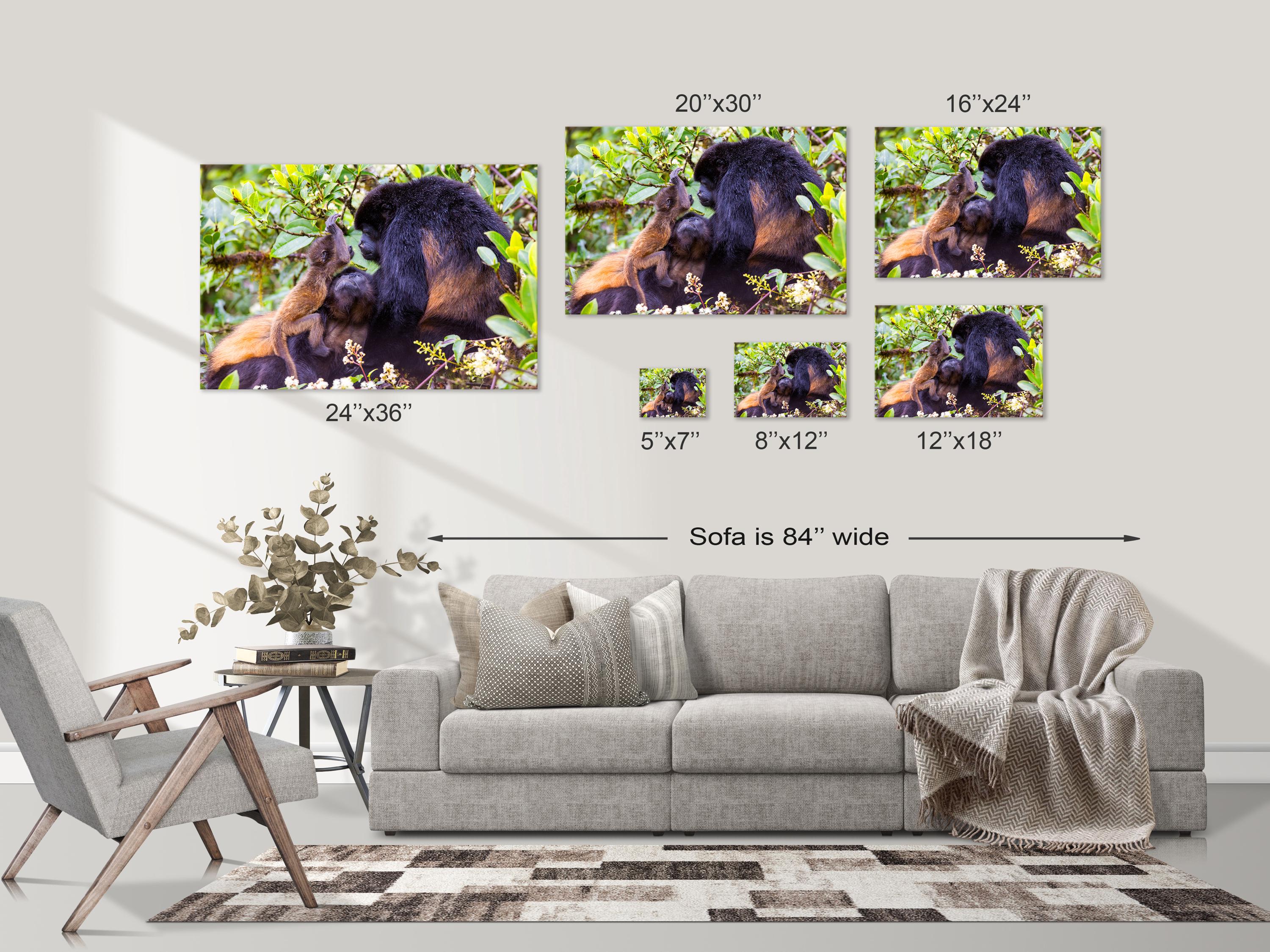 Howler Monkey Family