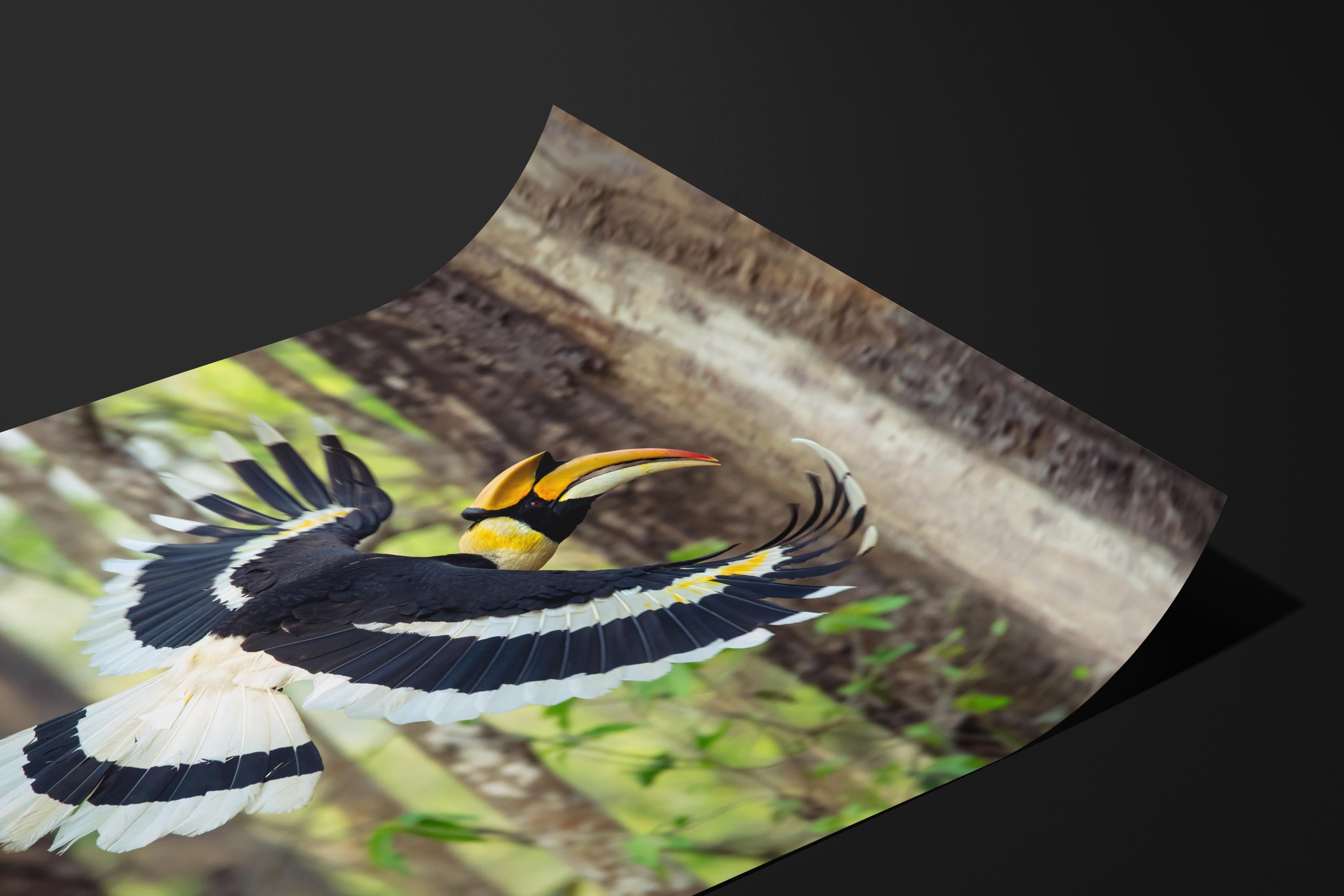 Great Hornbill in Flight