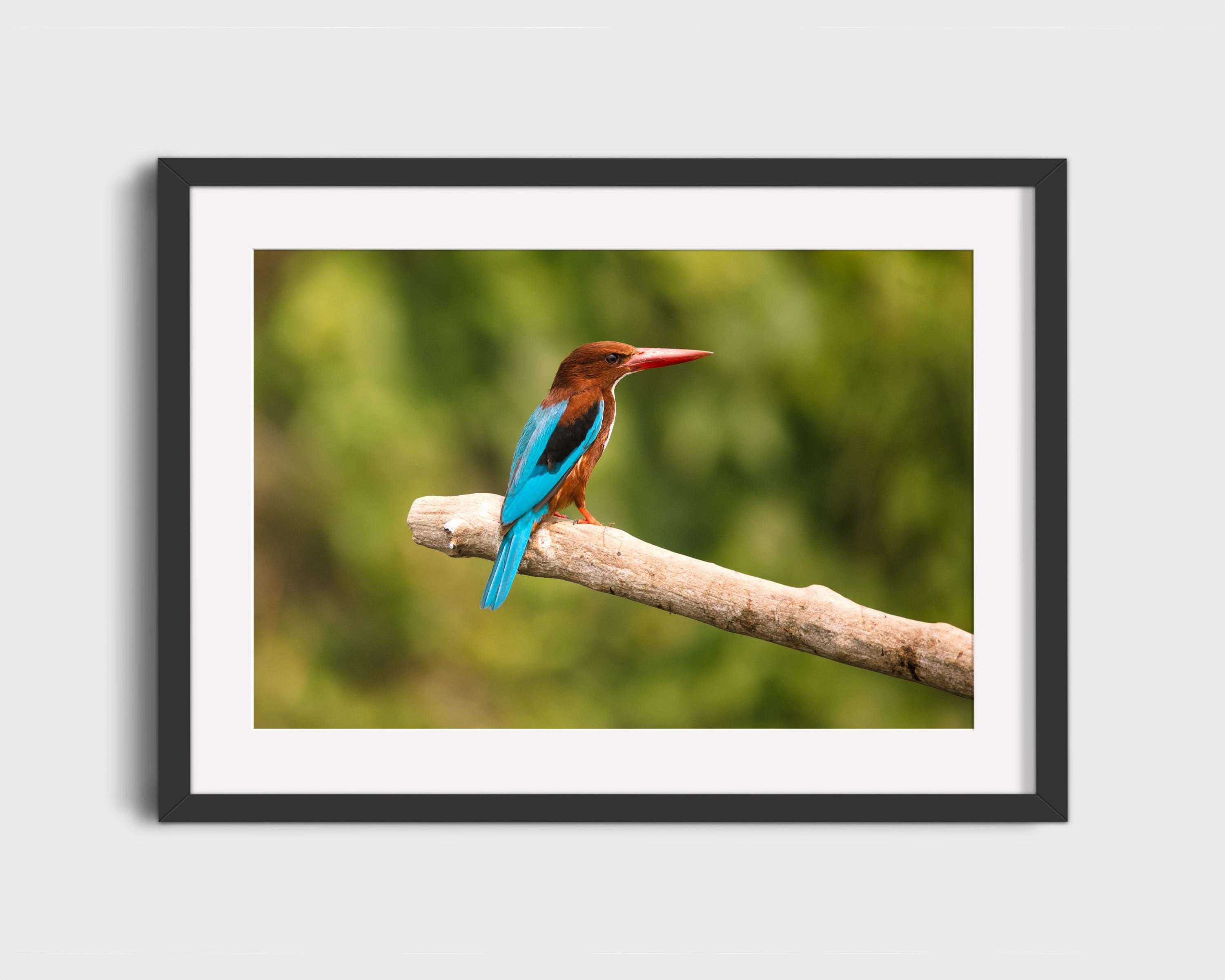 Vibrant Kingfisher Bird on Branch